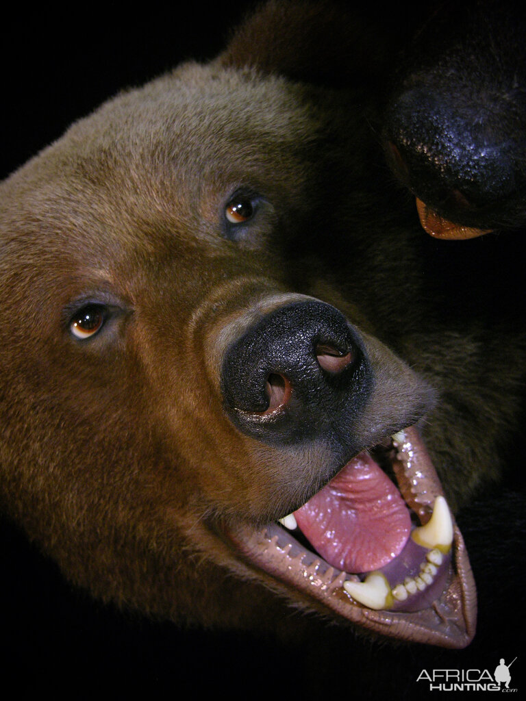 Brown Bear VS Black Bear Full Mount Taxidermy