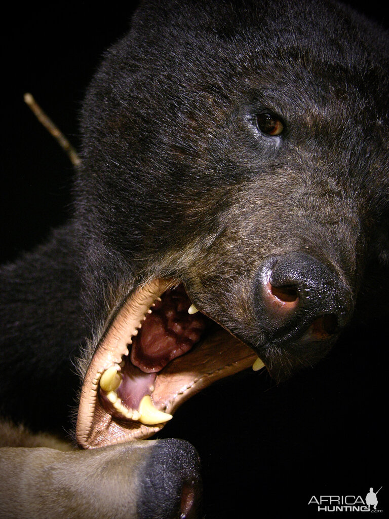 Brown Bear VS Black Bear Full Mount Taxidermy