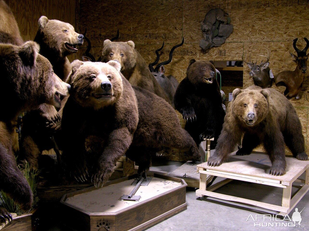 Brown bears drying by The Artistry of Wildlife