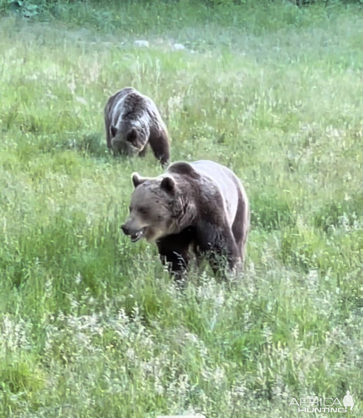 Brown Bears Romania