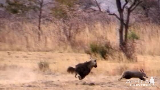 Brown Hyena chasing an Aardvark