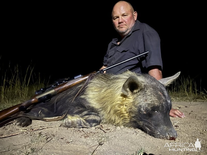 Brown Hyena Hunt Eastern Cape South Africa