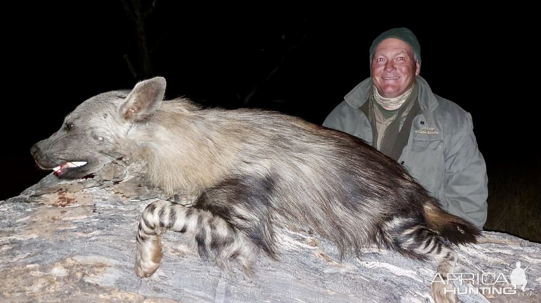 Brown Hyena Hunt Kalahari South Africa