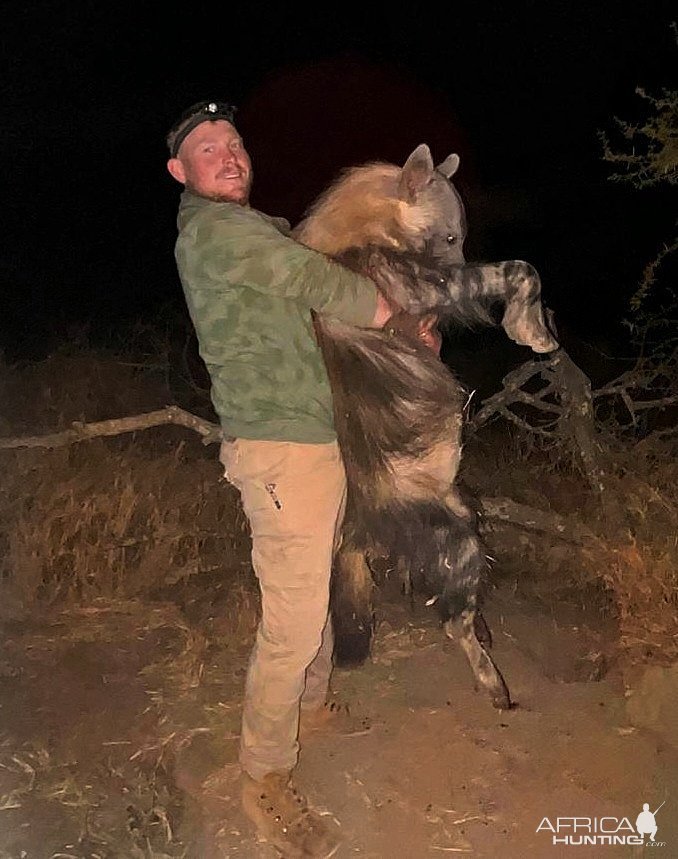 Brown Hyena Hunt South Africa