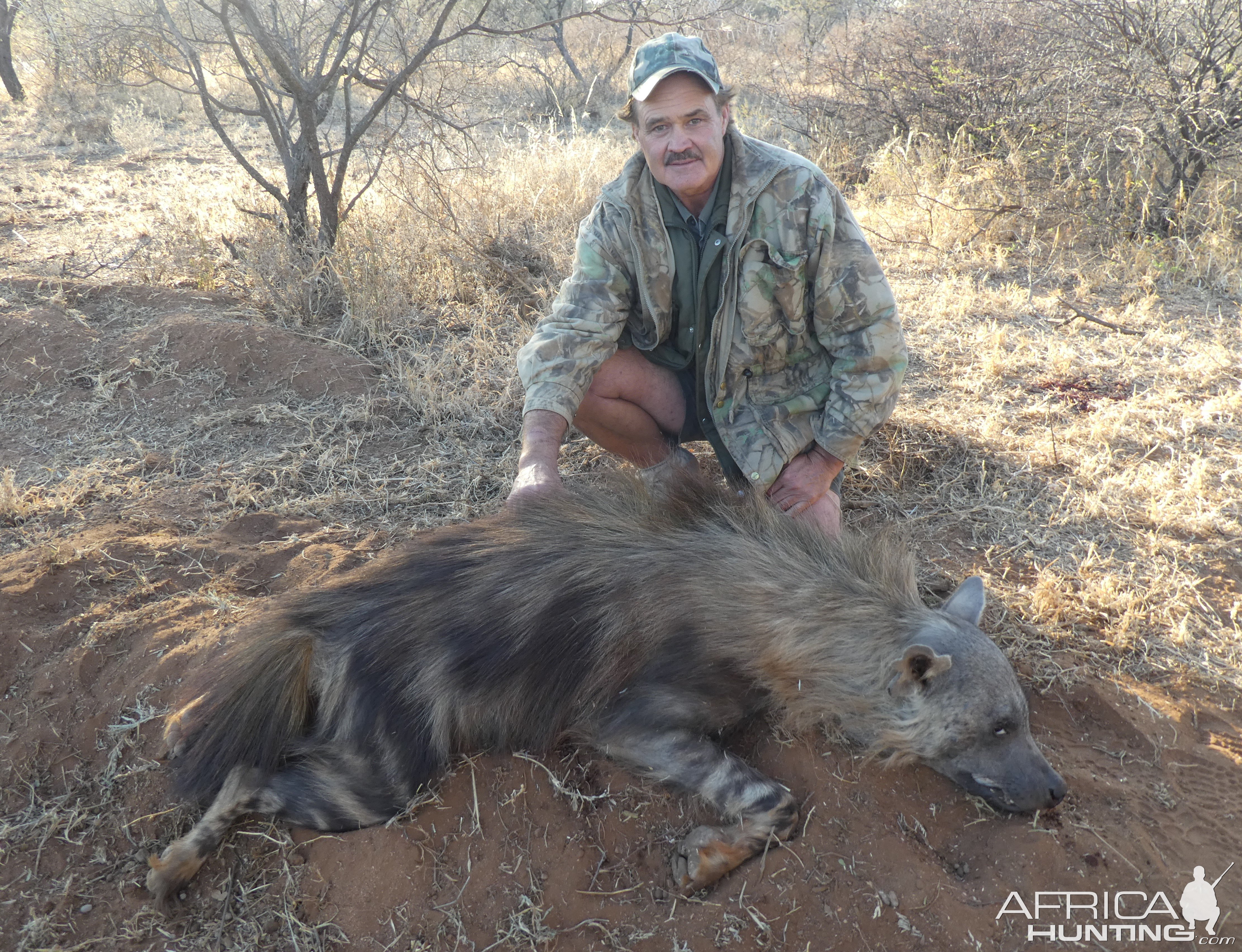 Brown Hyena Hunt