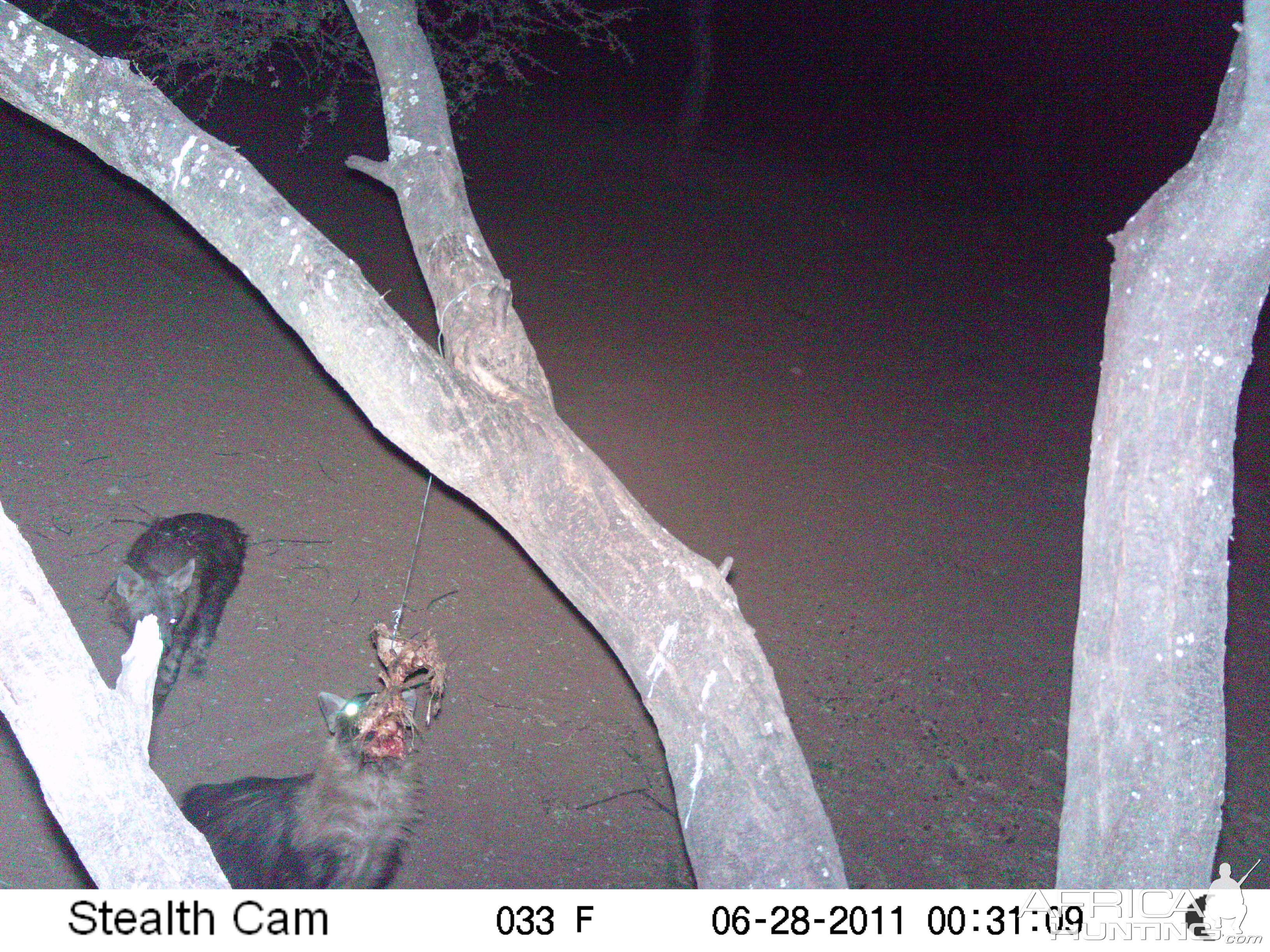 Brown Hyena Namibia