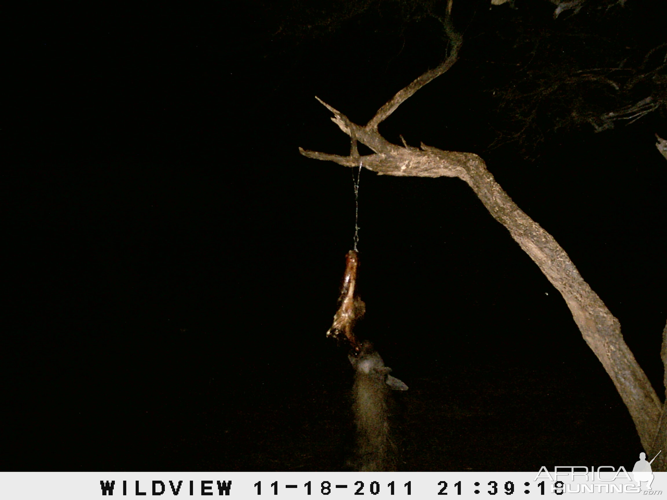 Brown Hyena Namibia