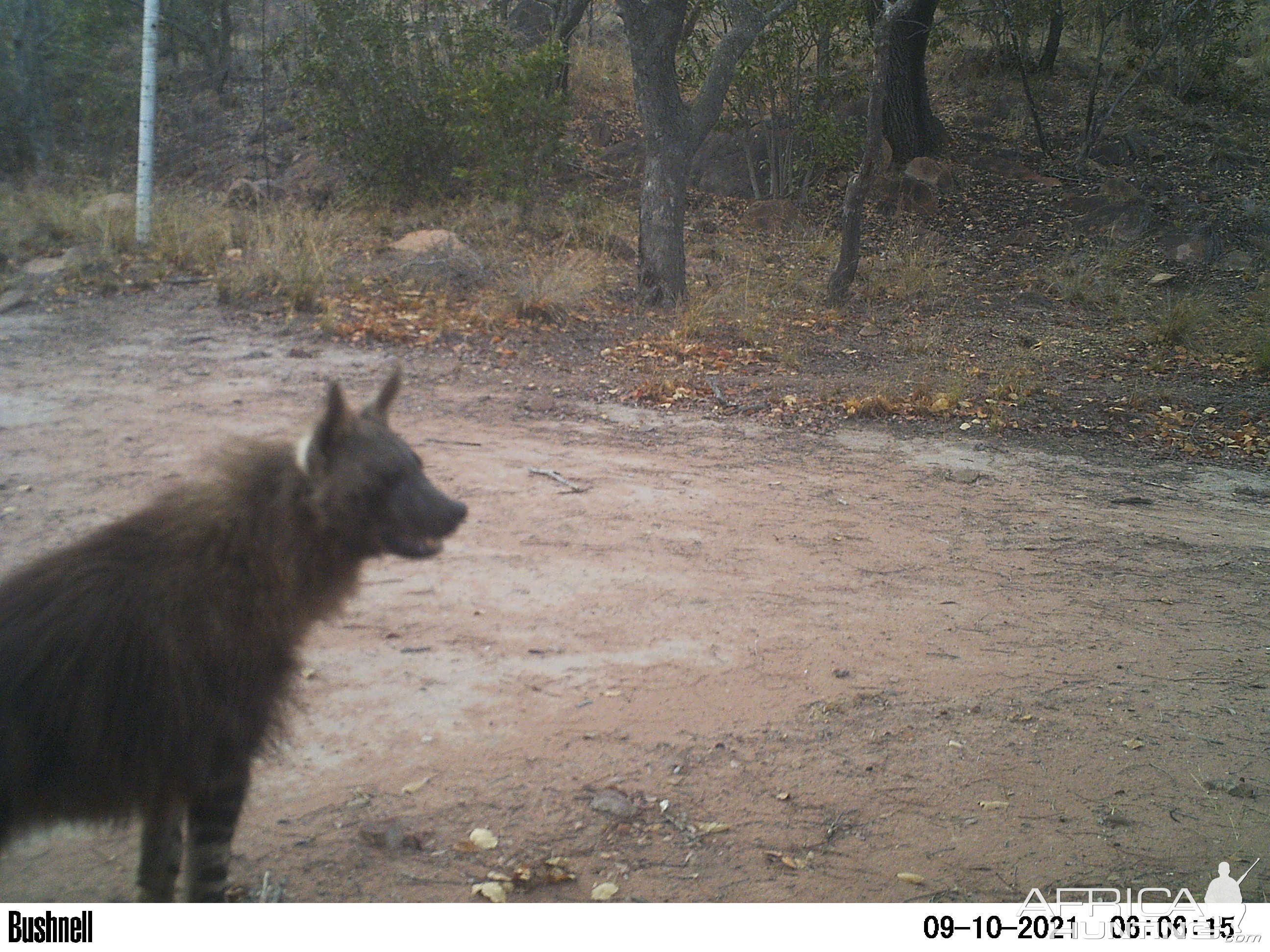 Brown Hyena Trail Camera South Africa