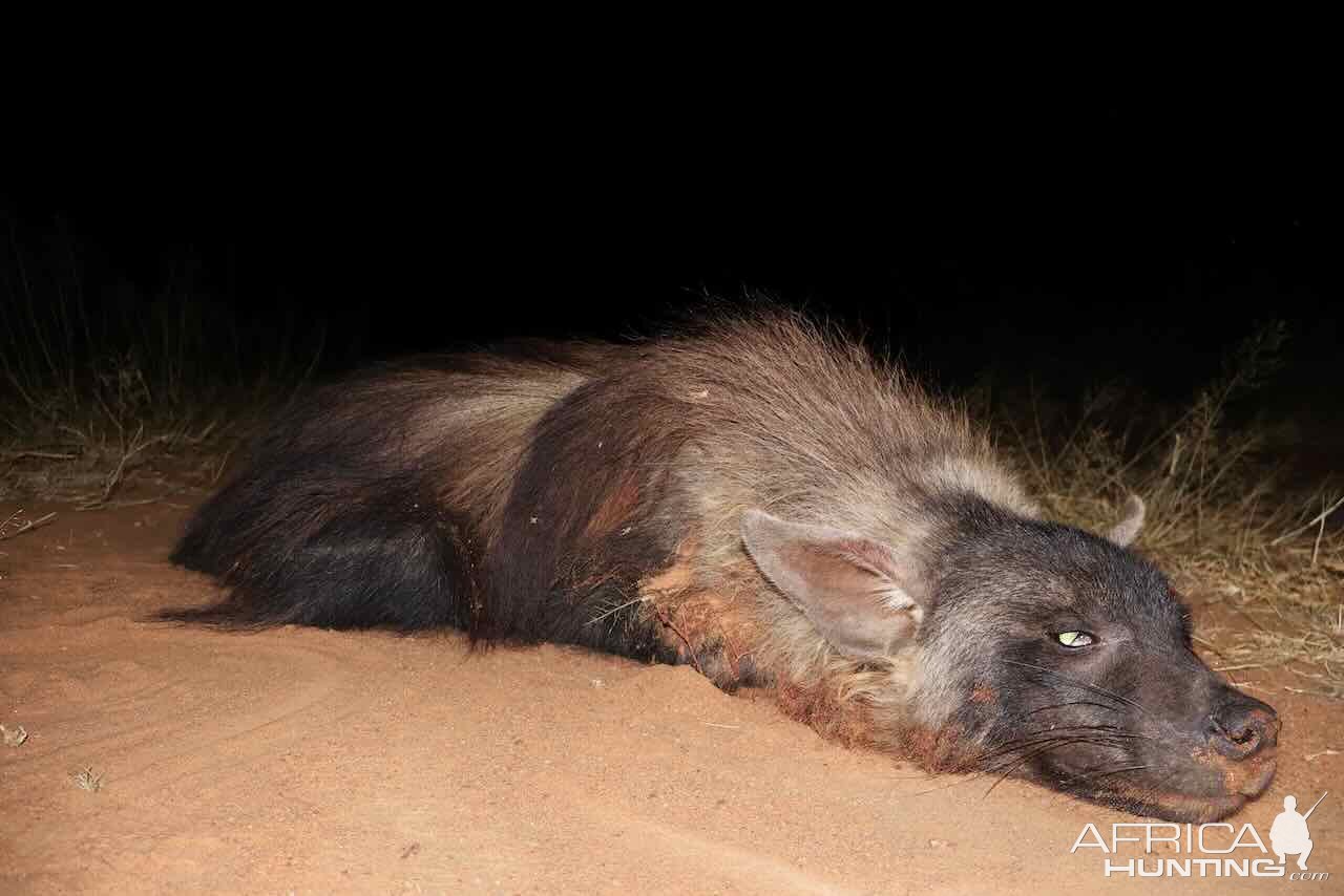 Brown Hyena with Zana Botes Safari