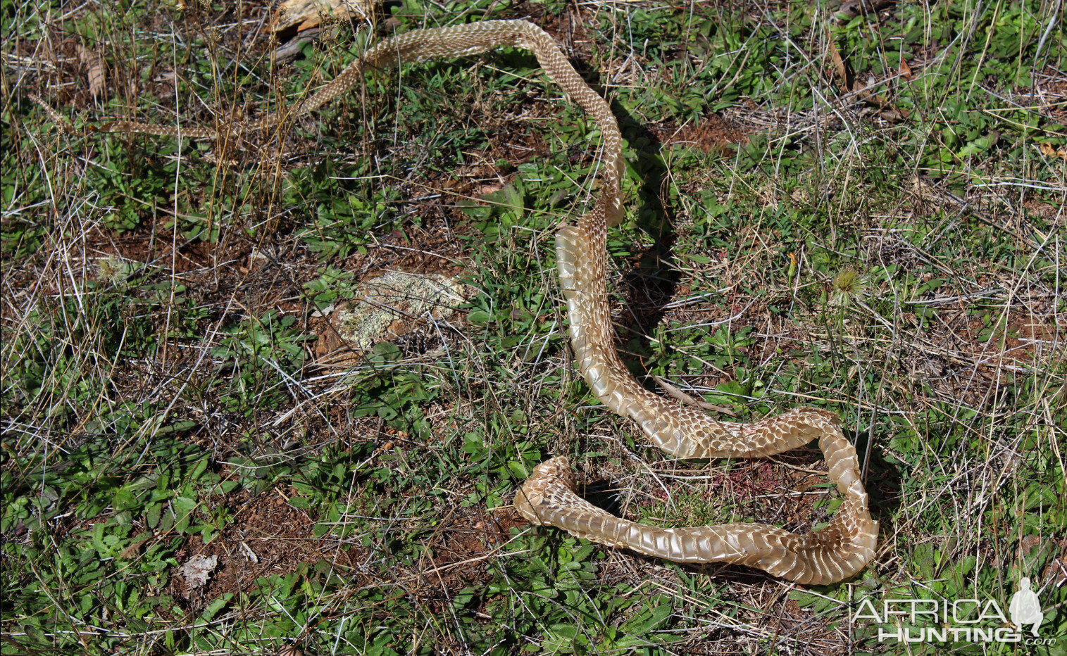 Brown Snake shedded skin Australia