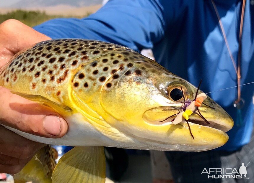 Brown Trout Fishing Montana