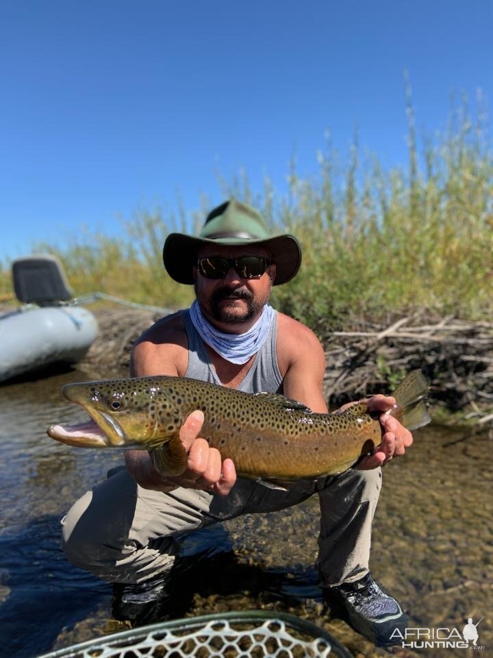 Brown Trout Fly Fishing Montana USA