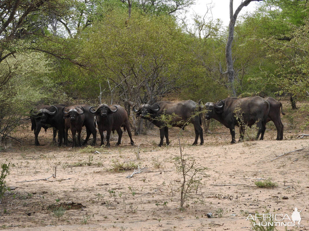 Buffallo Bos en Dal Safaris South Africa