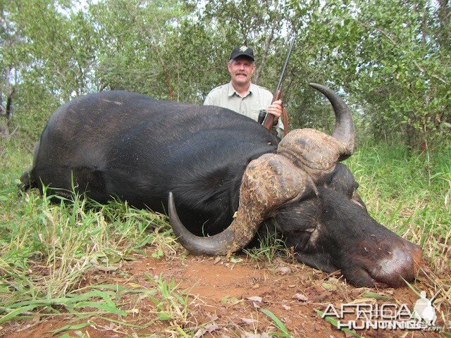 Buffalo 2015 Bulls with Spear safaris