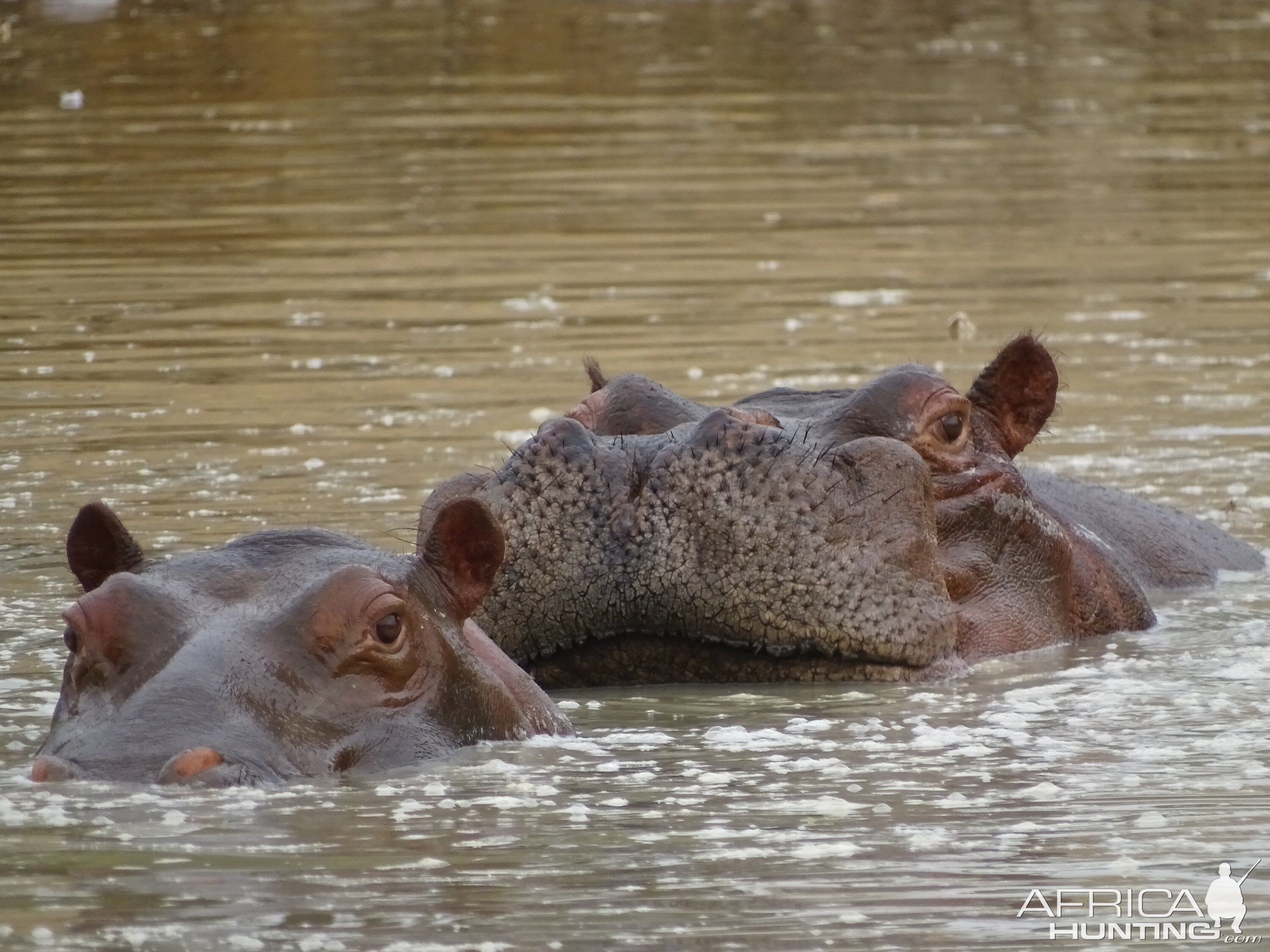 Buffalo Benin Wildlife