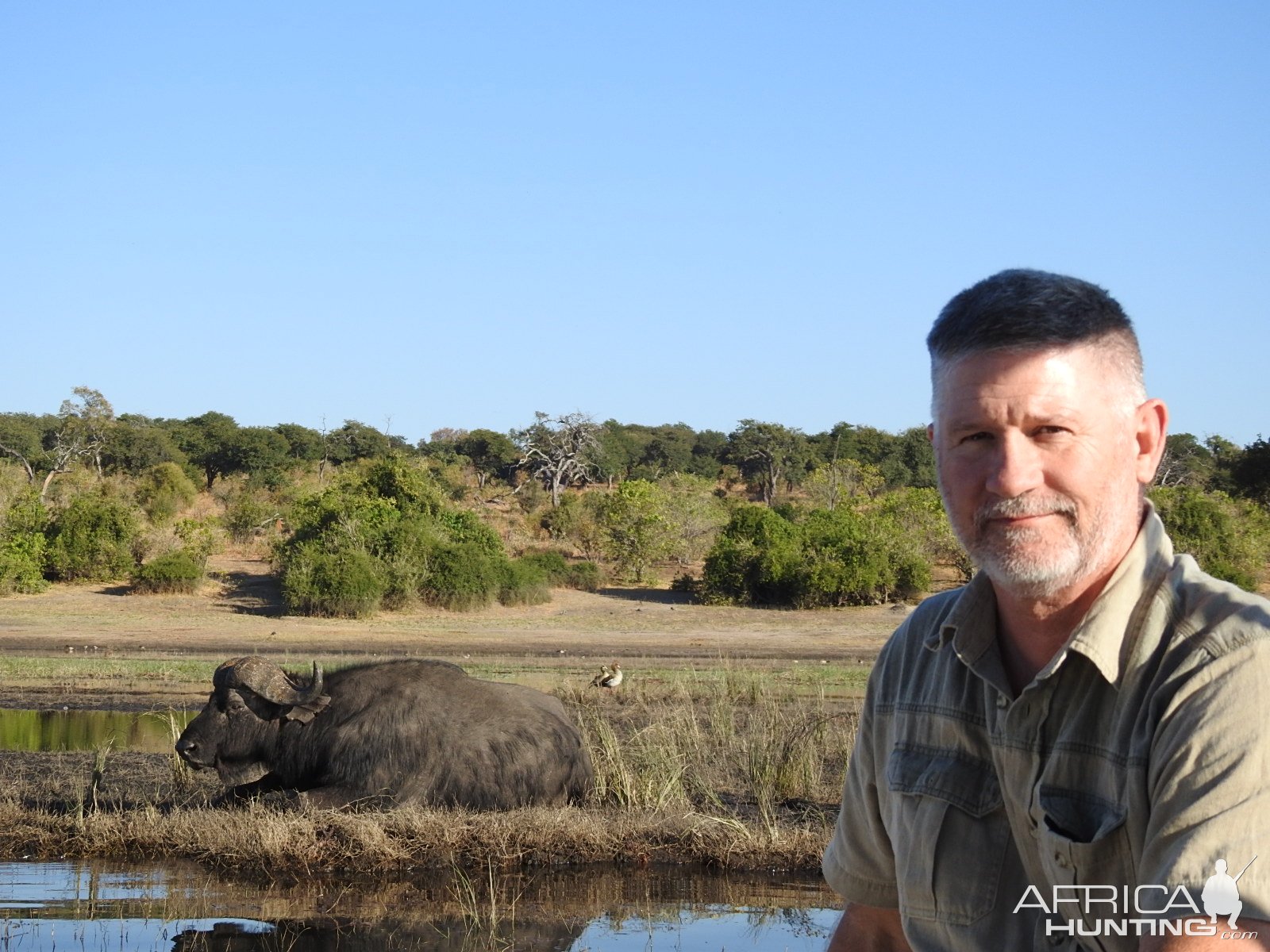 Buffalo Botswana