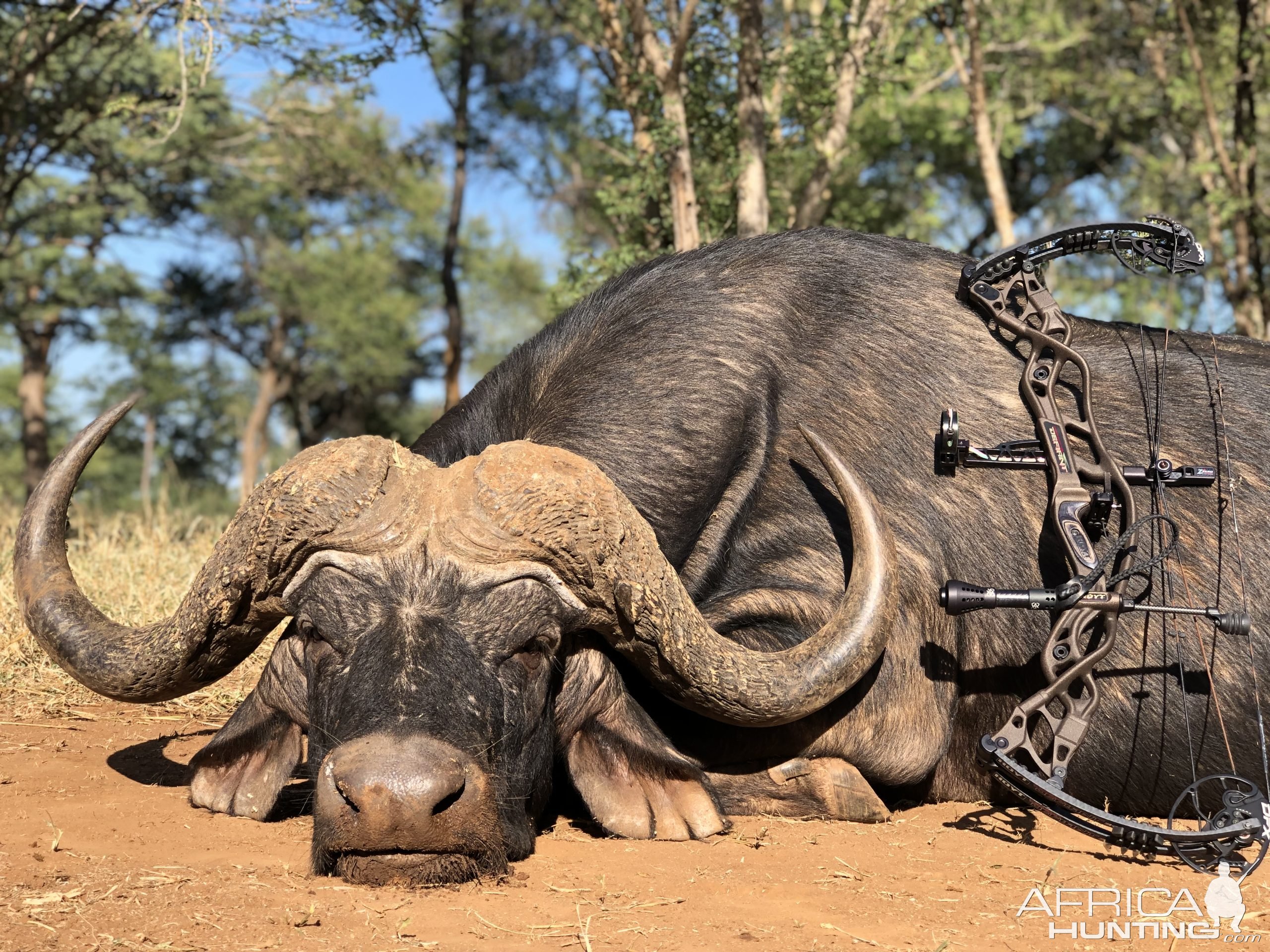 Buffalo Bow Hunting Limpopo South Africa