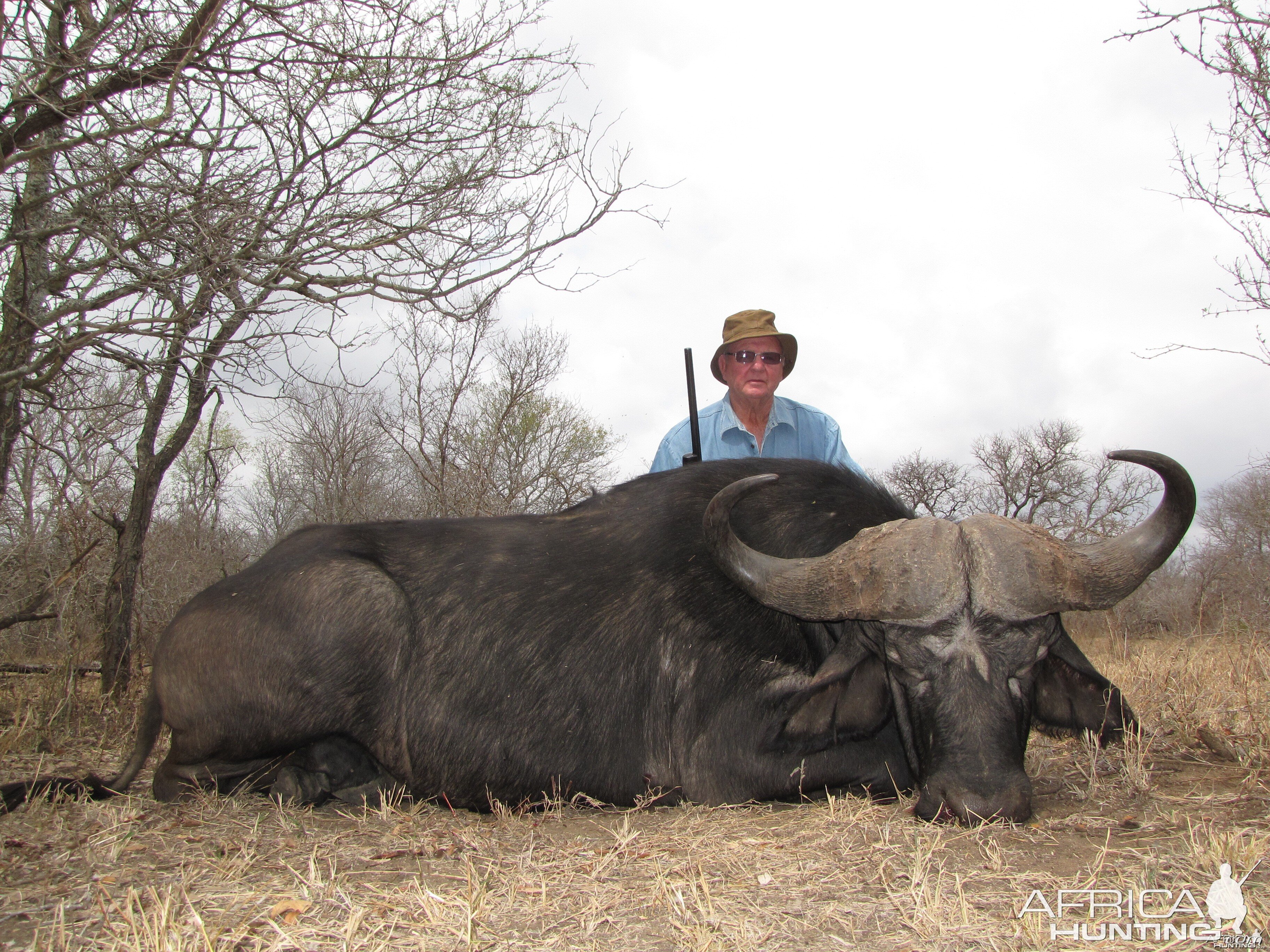 Buffalo bull - 40" 2012