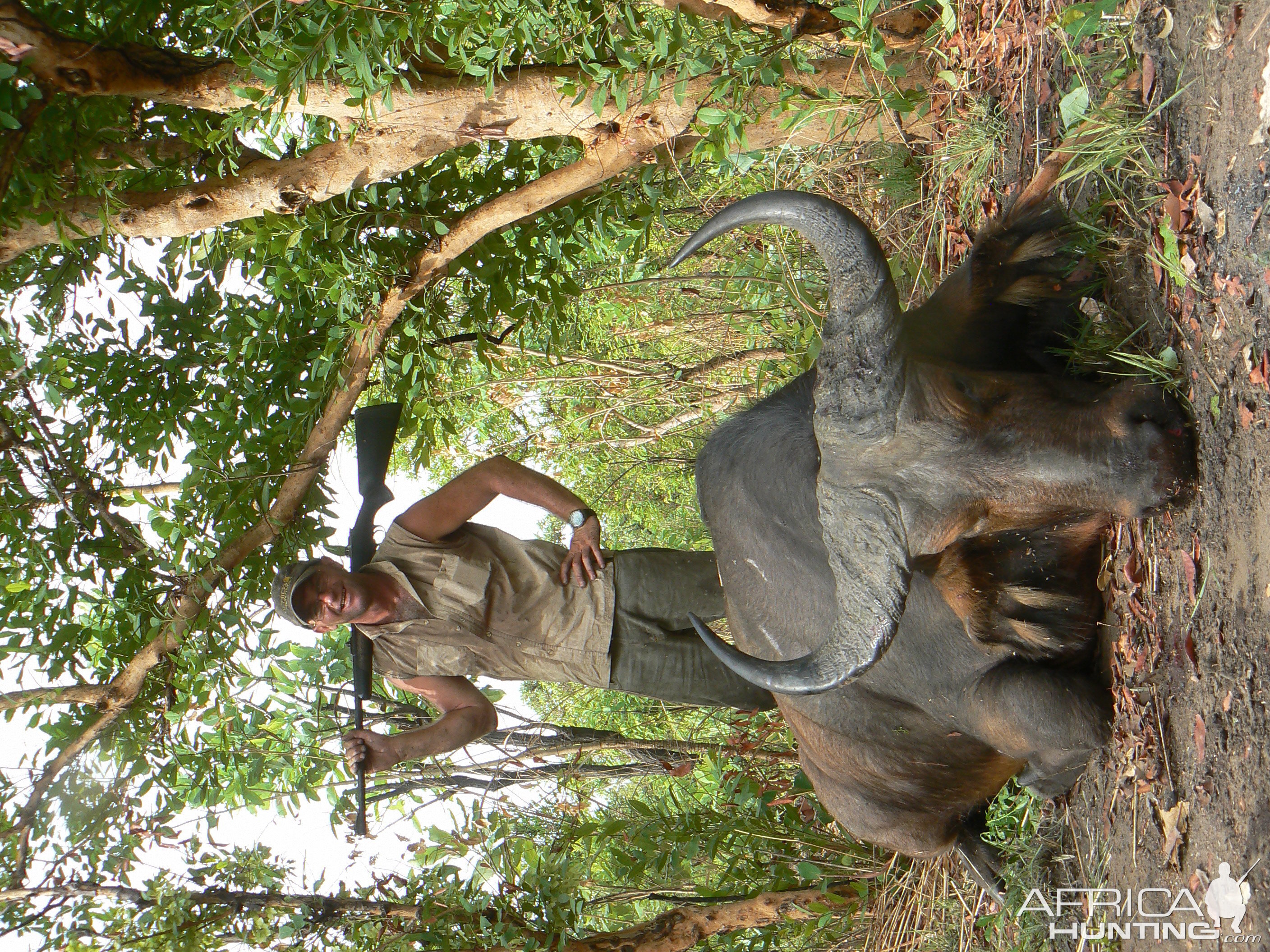 Buffalo bull from Central African Republic