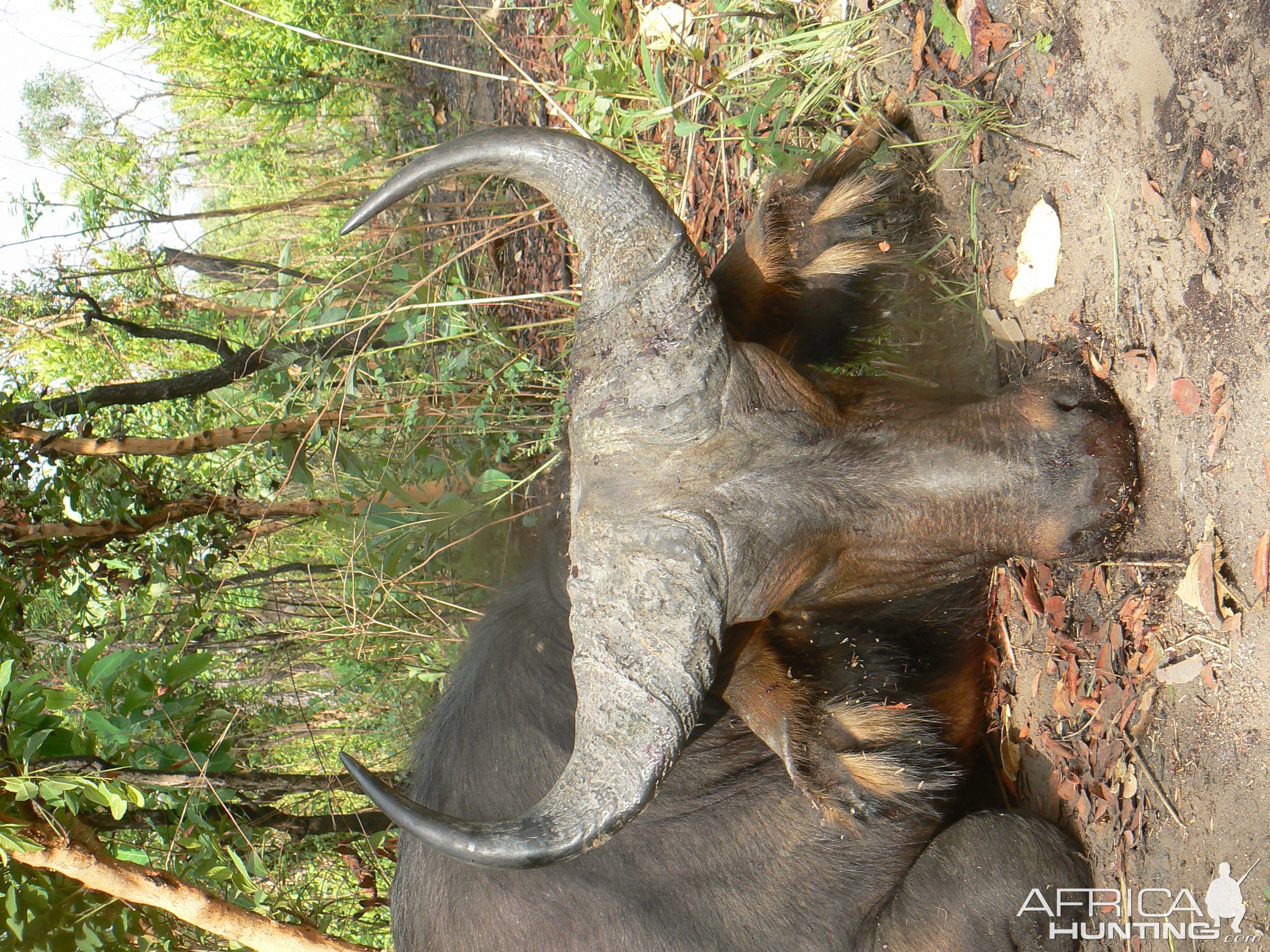 Buffalo bull from Central African Republic