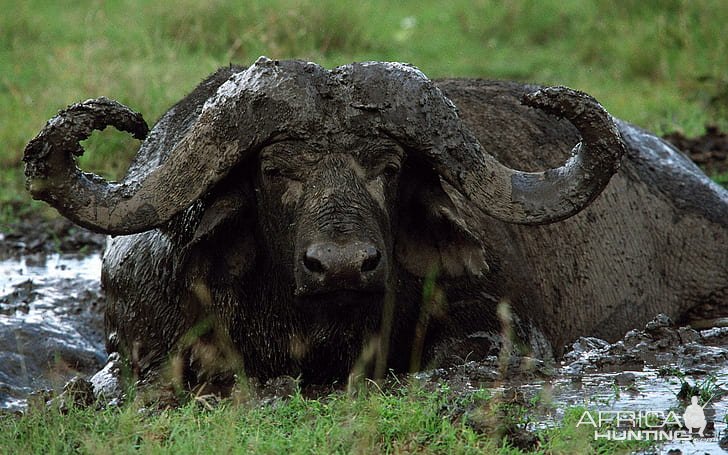 Buffalo Bull