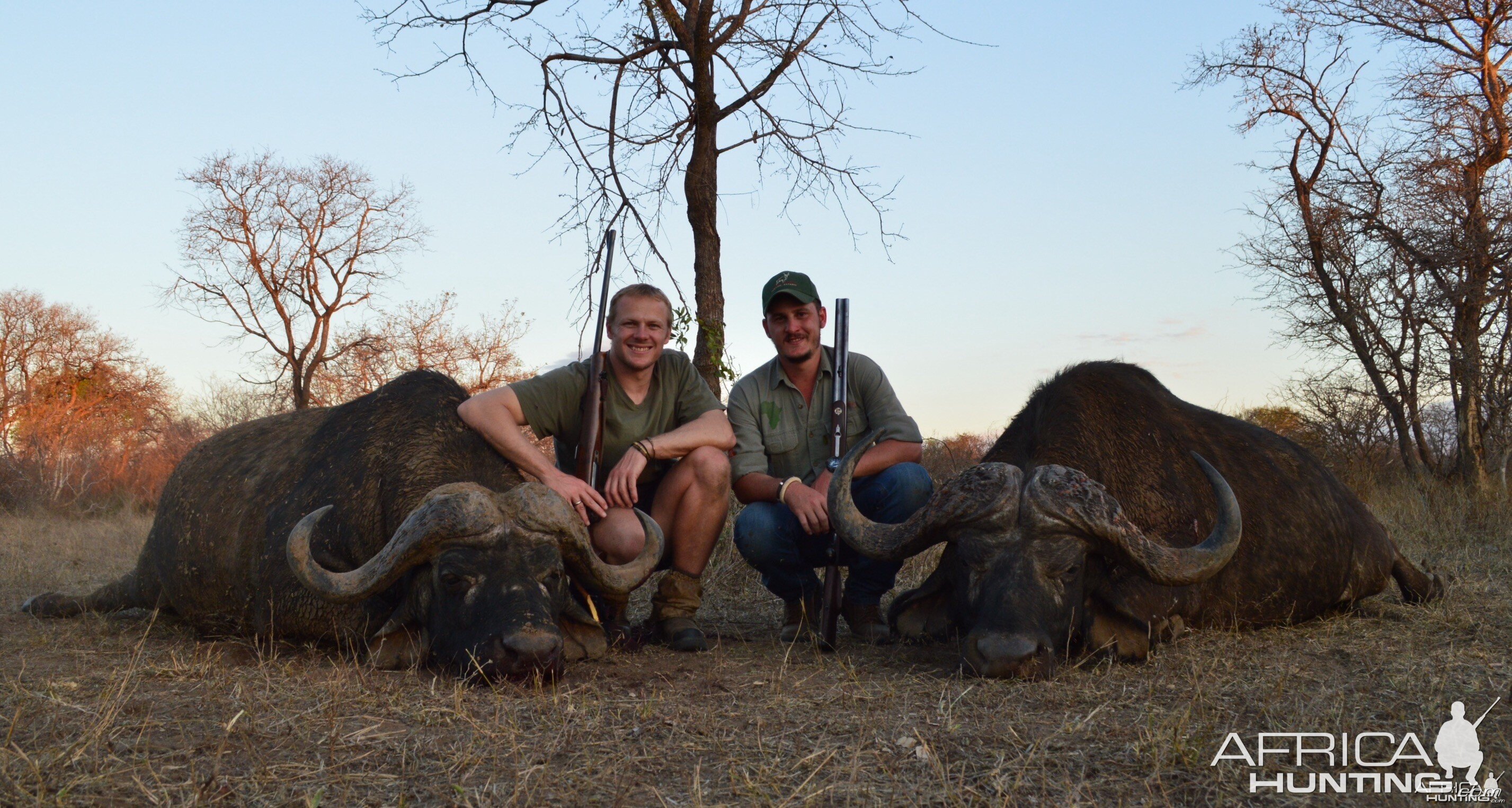 Buffalo bulls