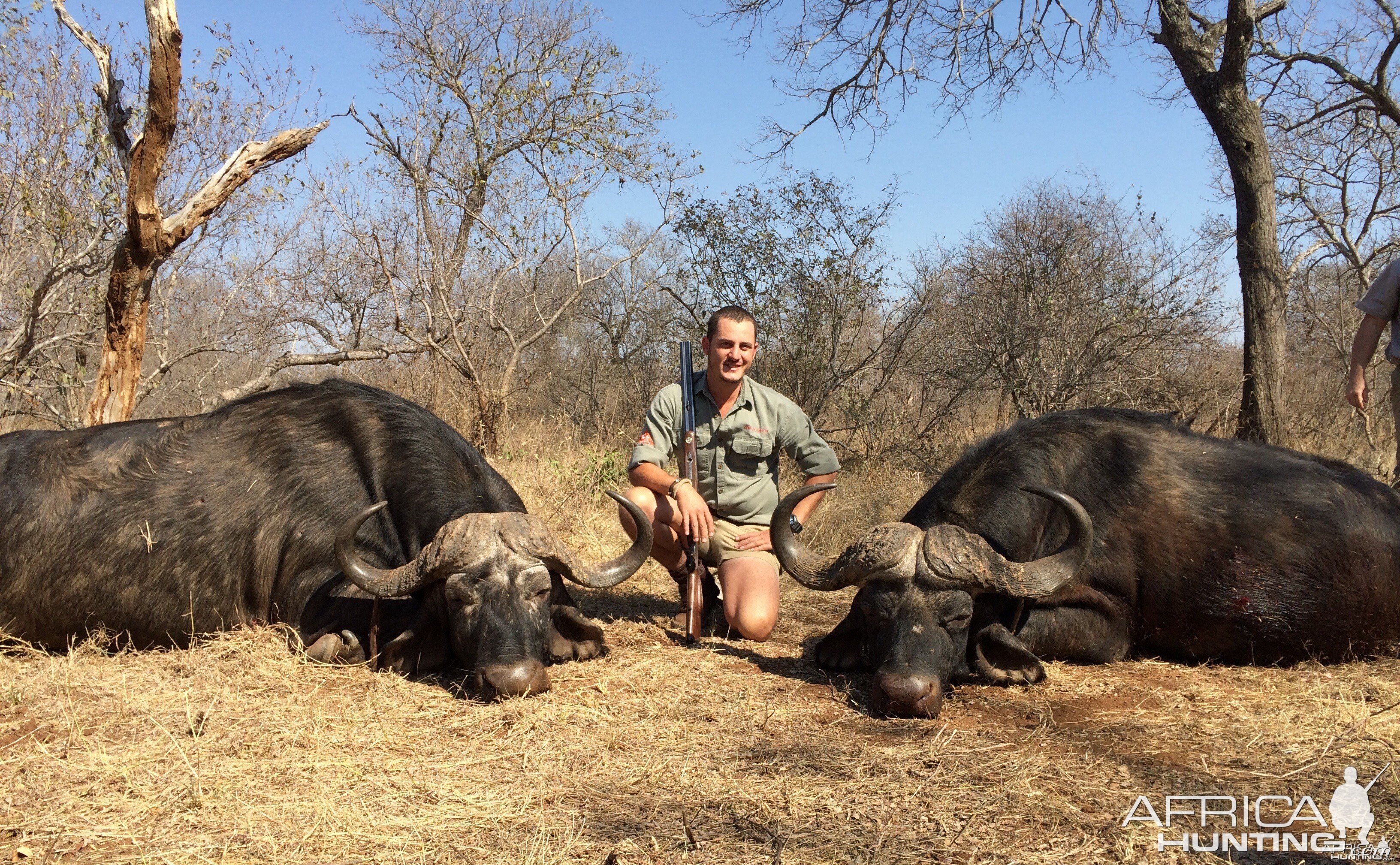 Buffalo bulls