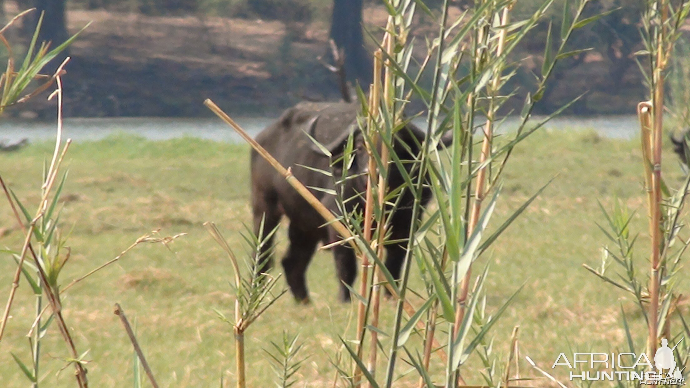 Buffalo Caprivi Namibia