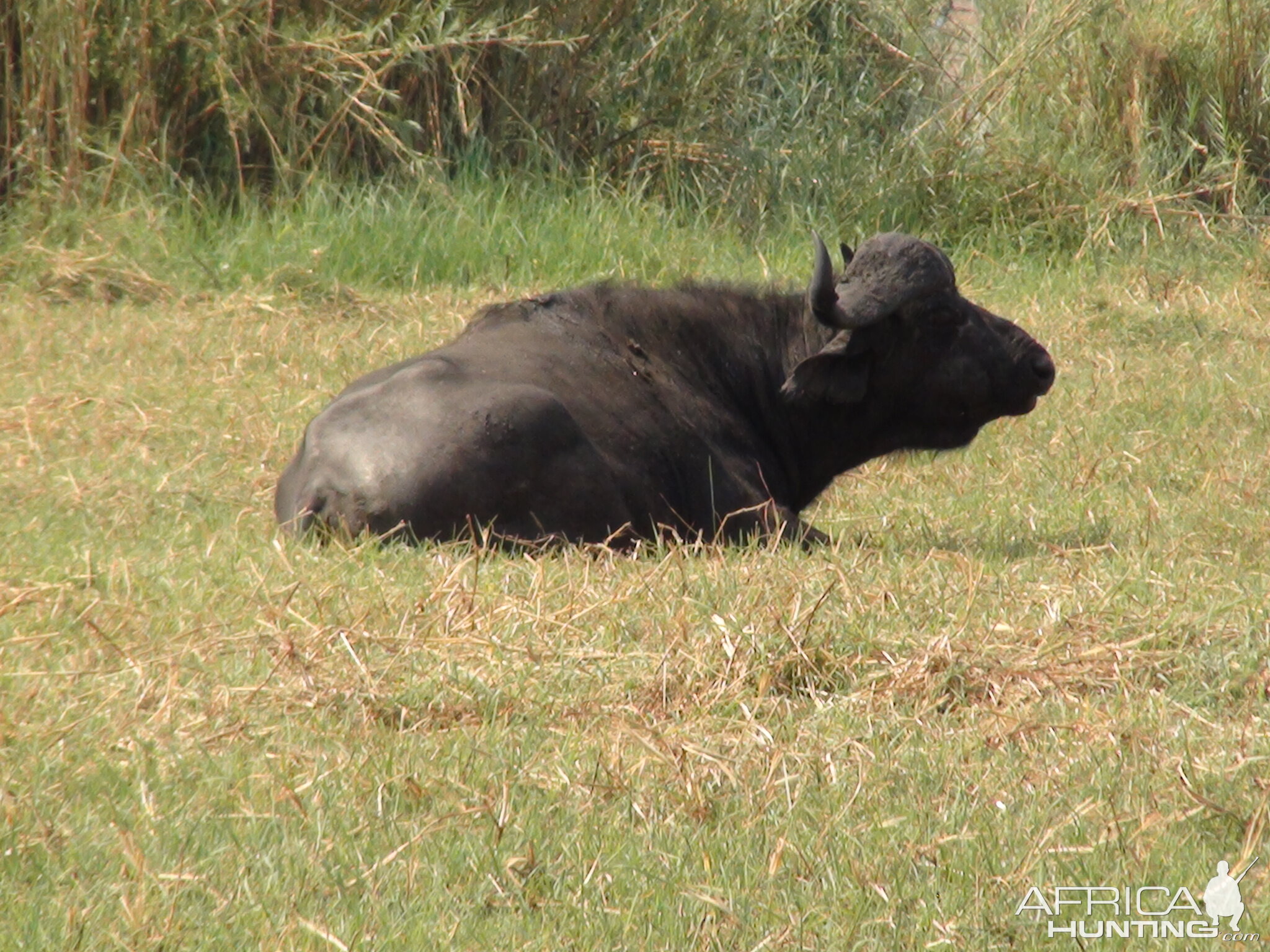 Buffalo Caprivi Namibia