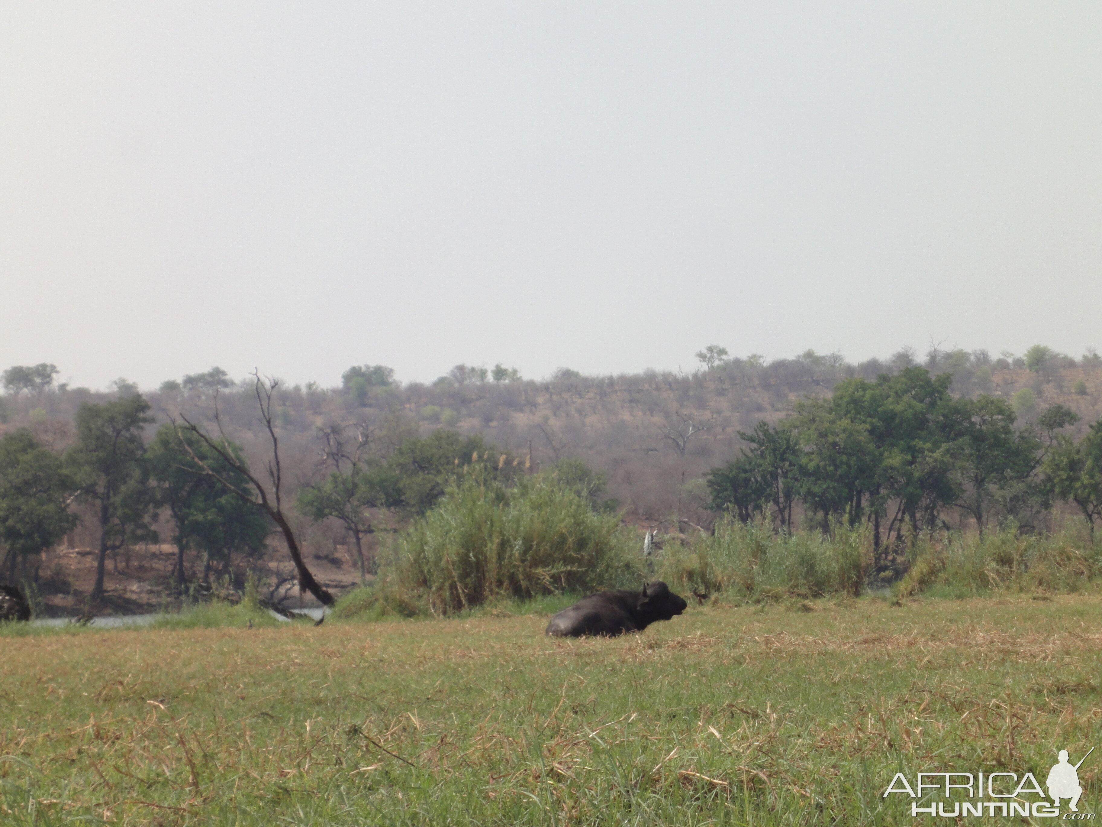 Buffalo Caprivi Namibia