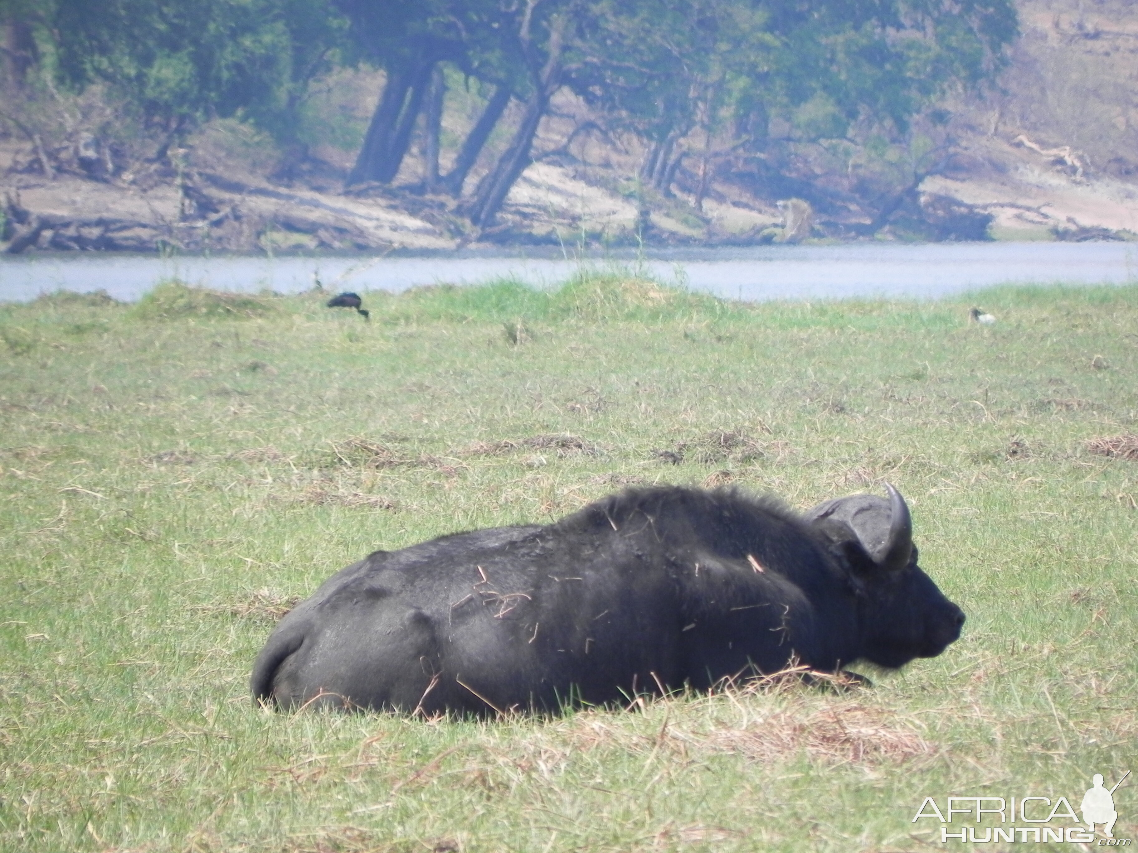 Buffalo Caprivi Namibia