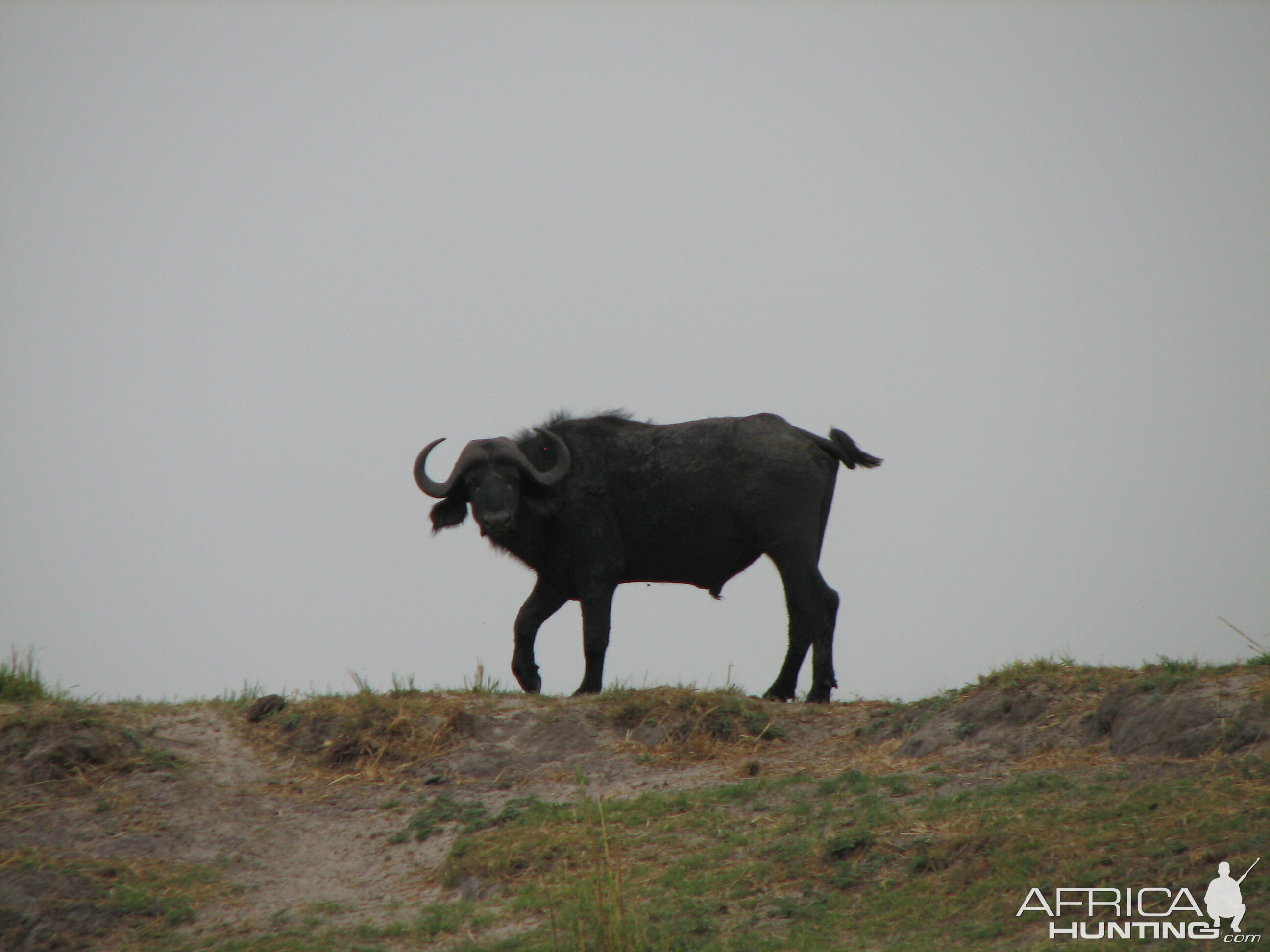 Buffalo Caprivi Namibia