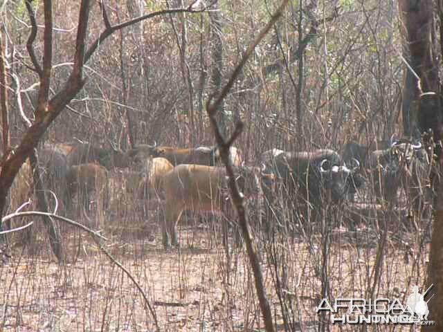 Buffalo Central African Republic