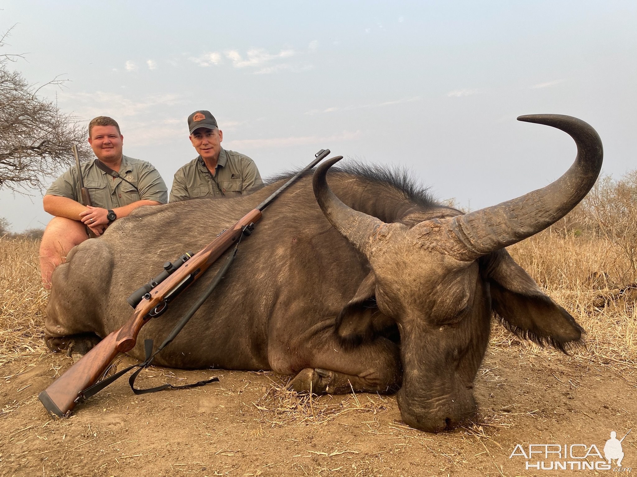 Buffalo Cow Hunt Limpopo South Africa