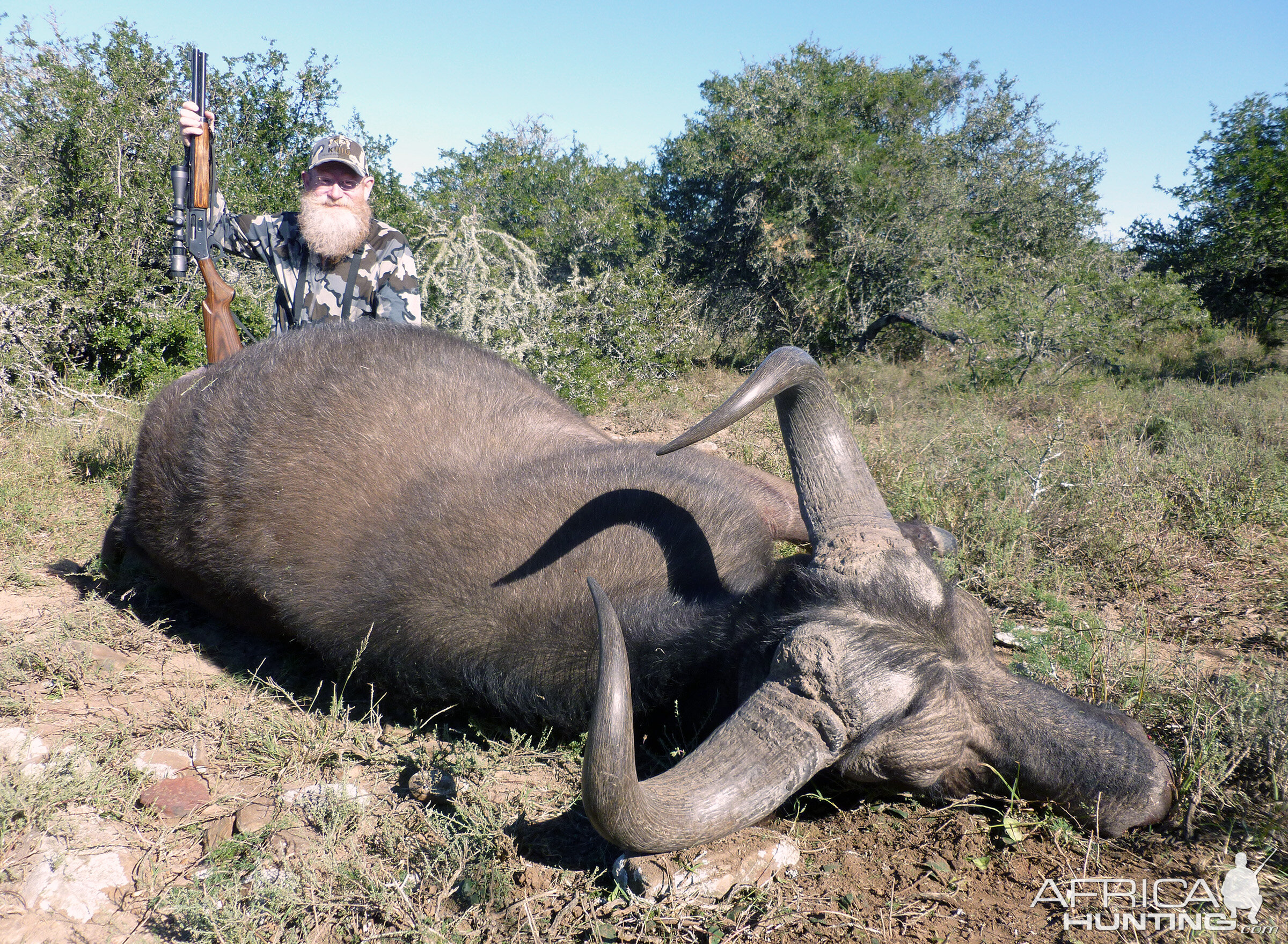 Buffalo Cow Hunt South Africa