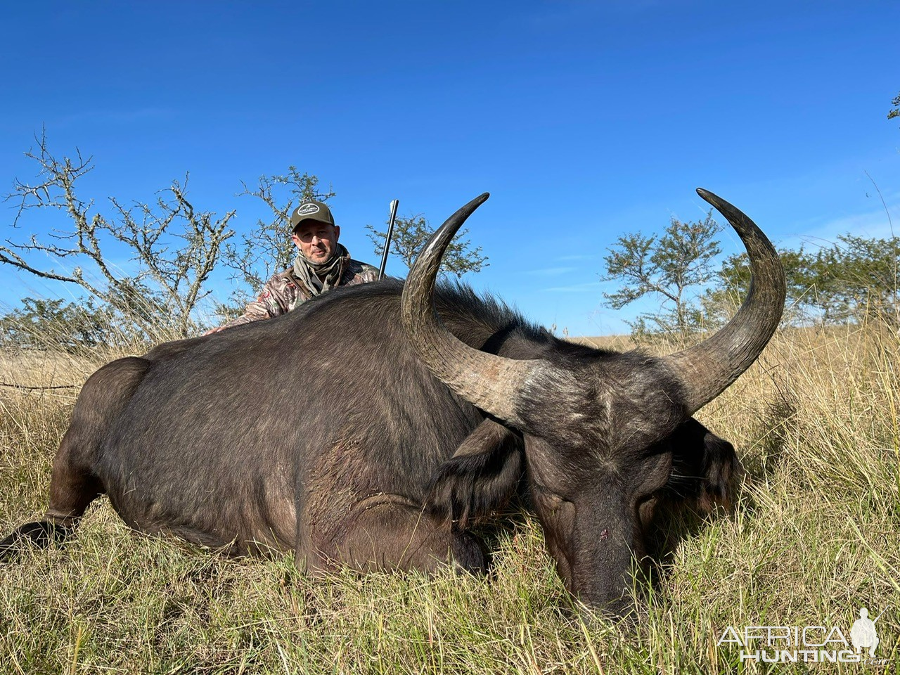 Buffalo Cow Hunt South Africa