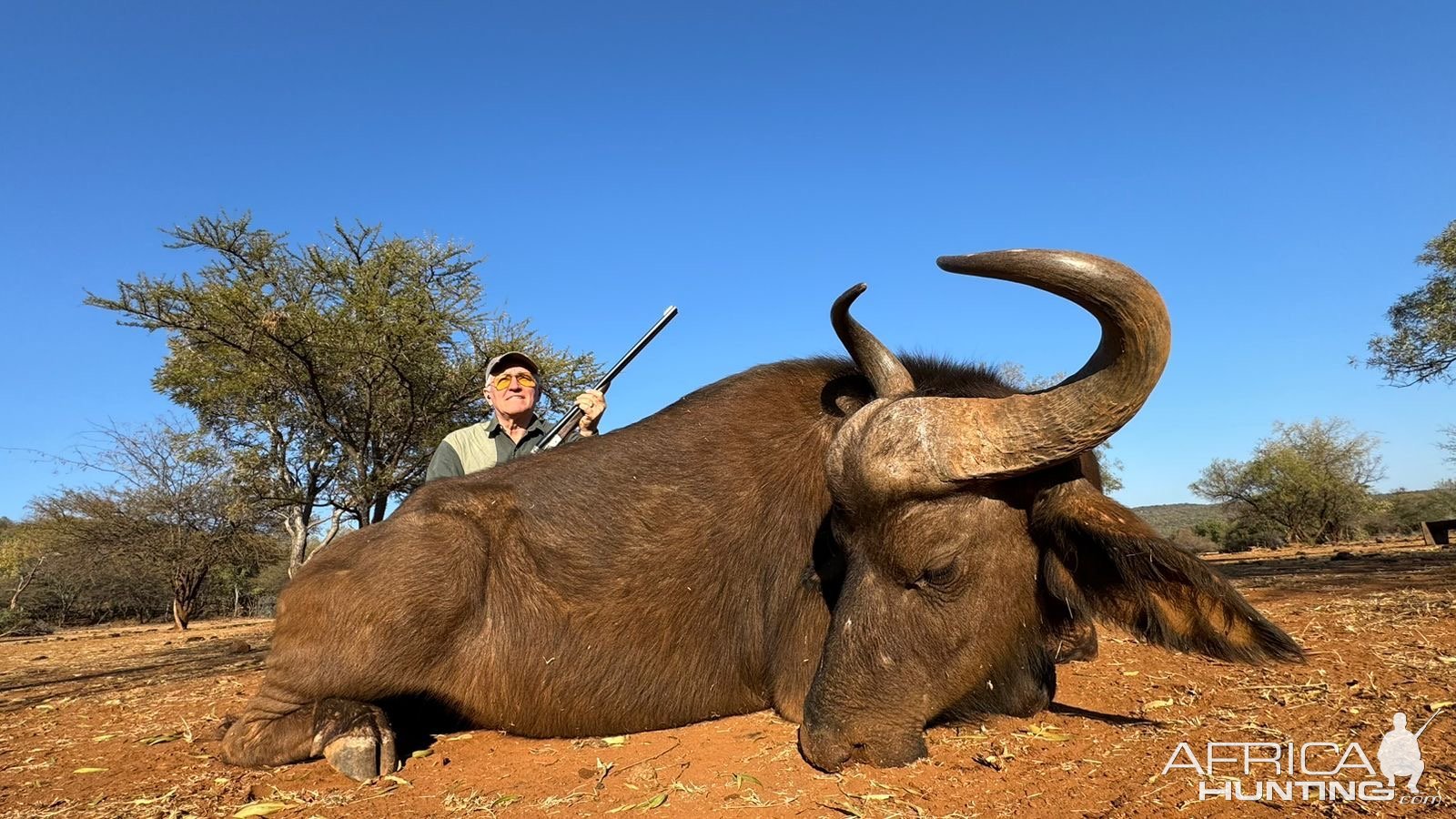 Buffalo Cow Hunt South Africa