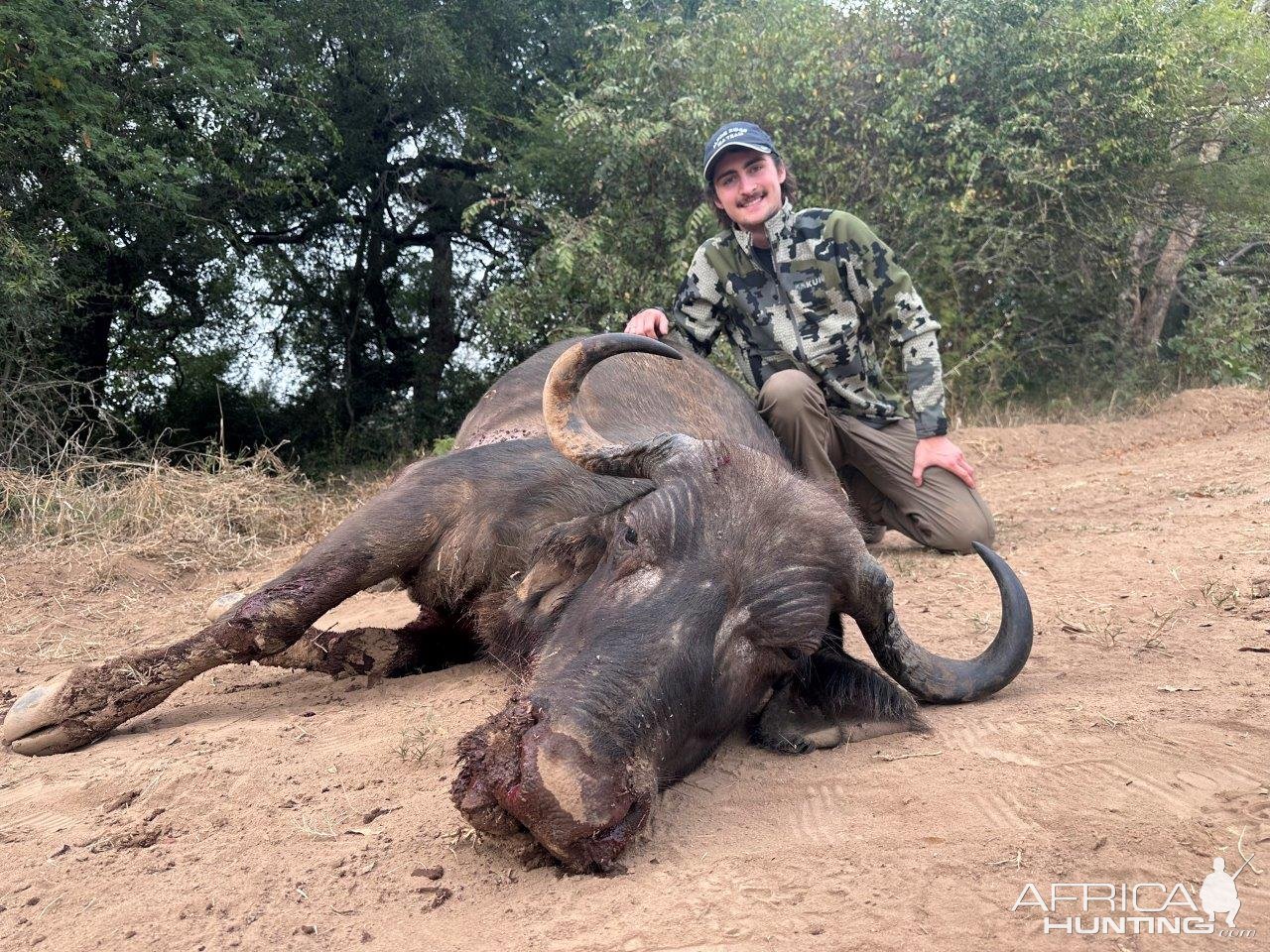 Buffalo Cow Hunt South Africa