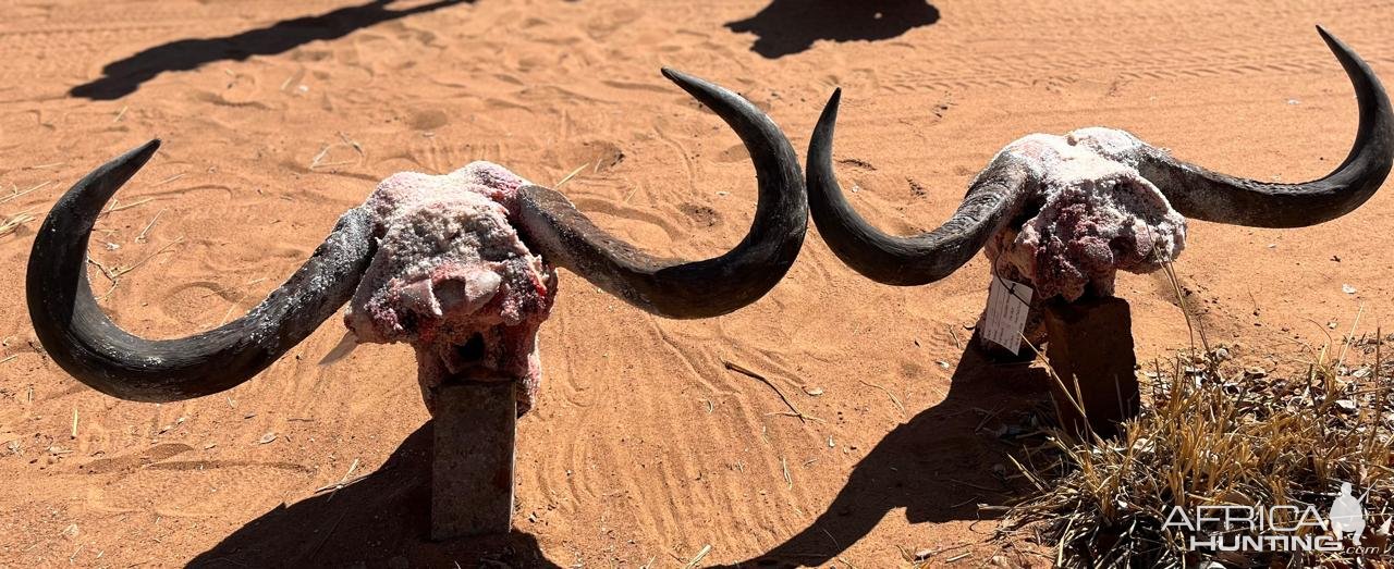 Buffalo Cow Hunt South Africa