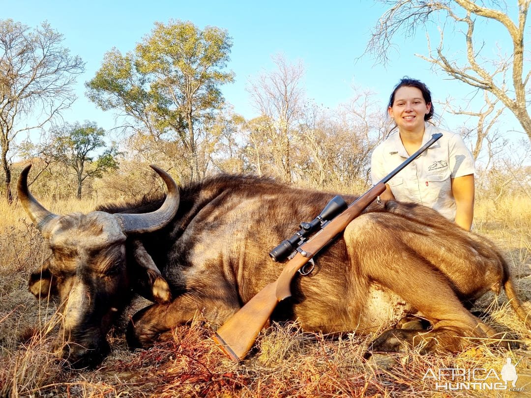 Buffalo Cow Hunt South Africa