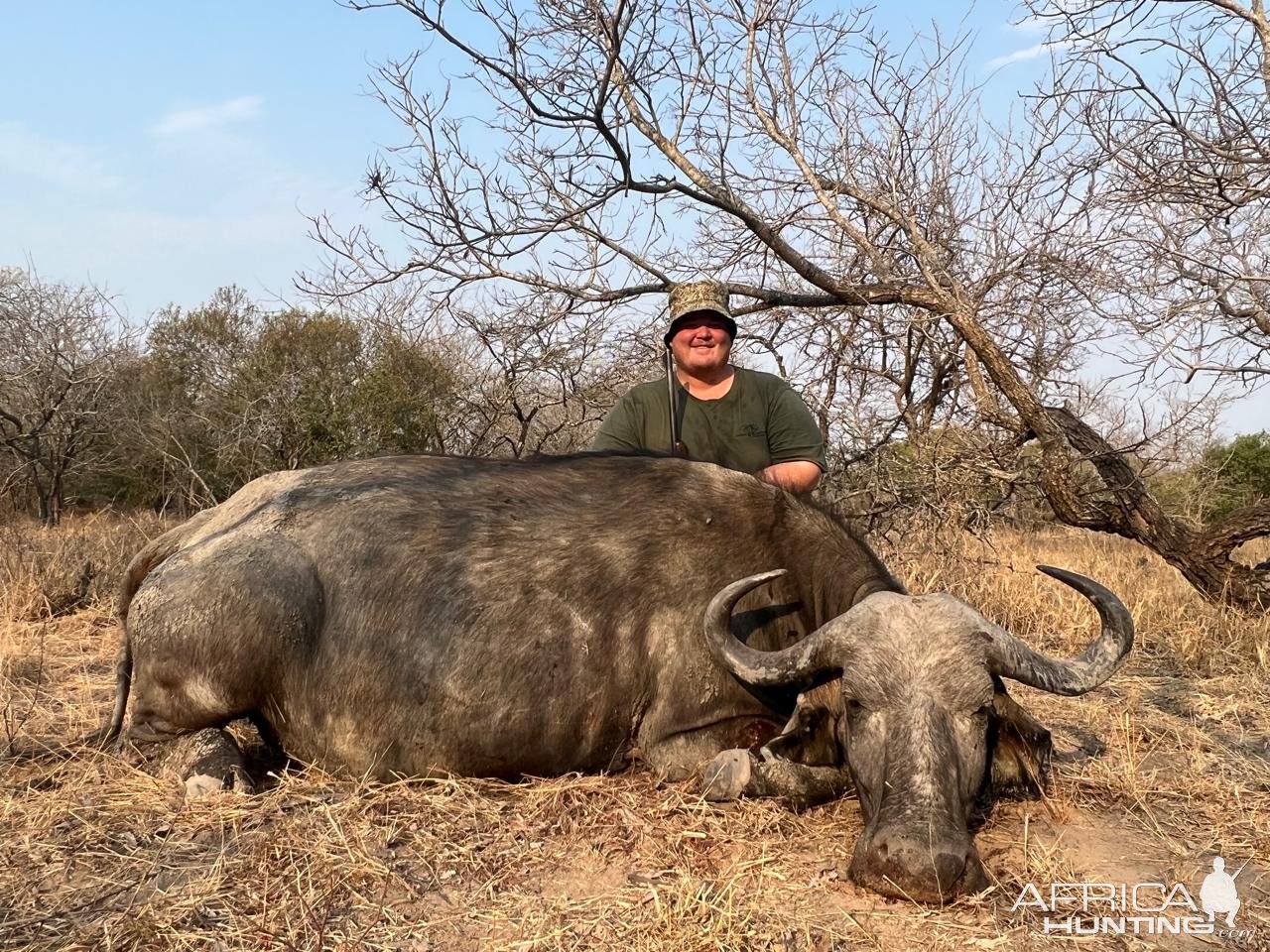 Buffalo Cow Hunt South Africa