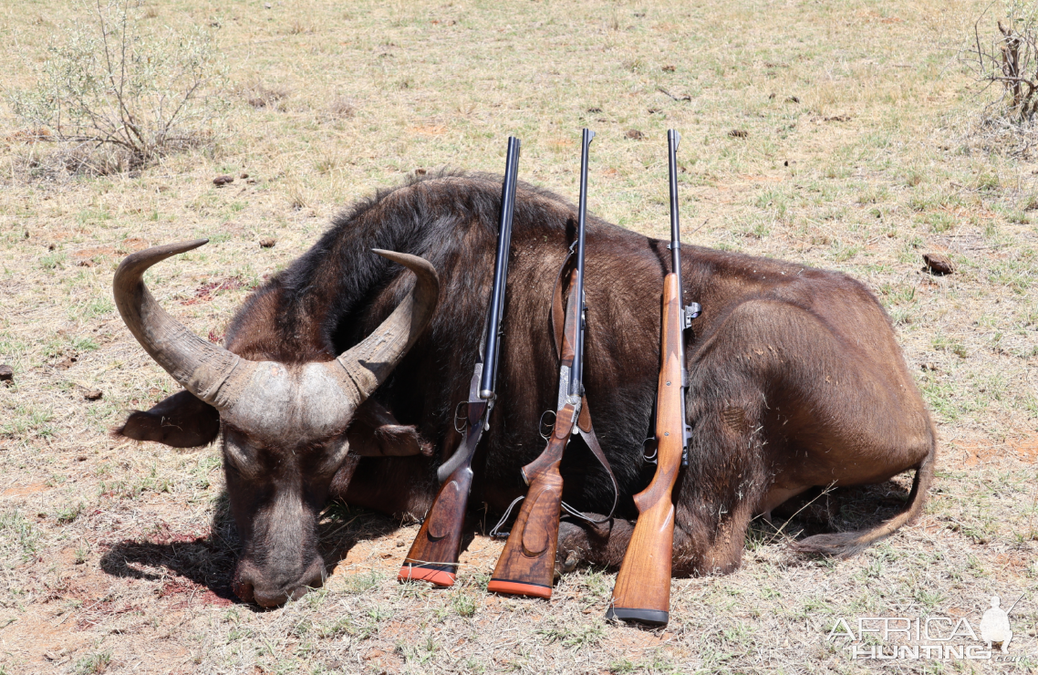 Buffalo Cow  Hunt South Africa