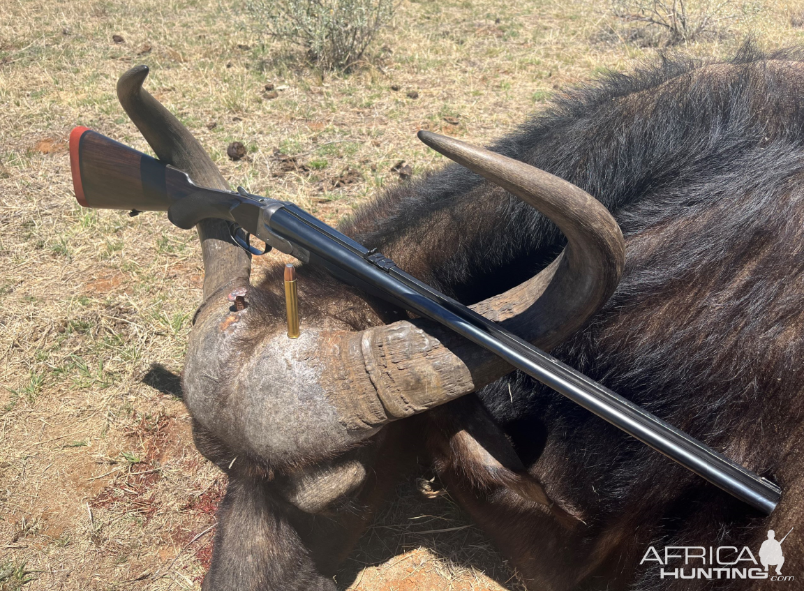 Buffalo Cow Hunt South Africa