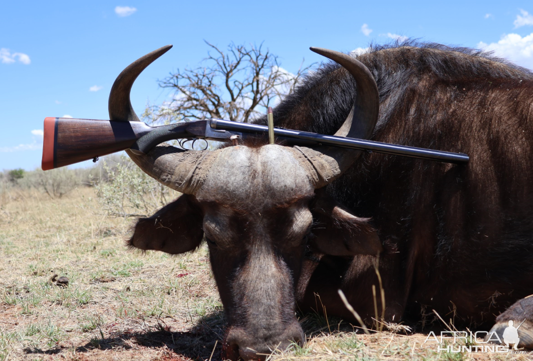 Buffalo Cow Hunt South Africa