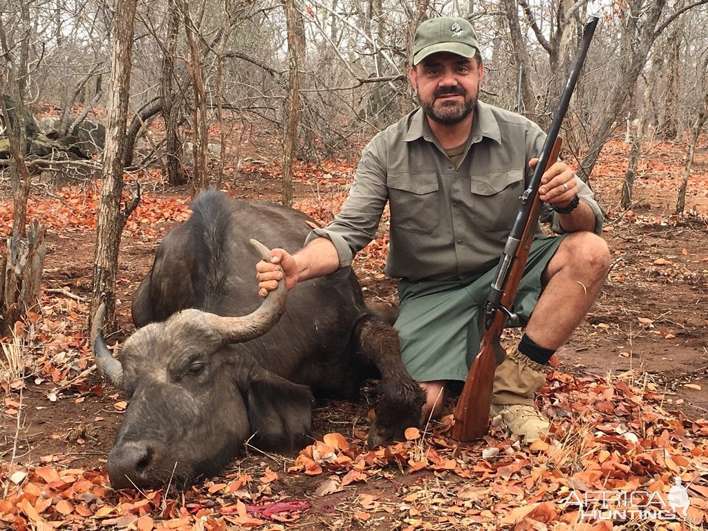 Buffalo Cow Hunt South Africa