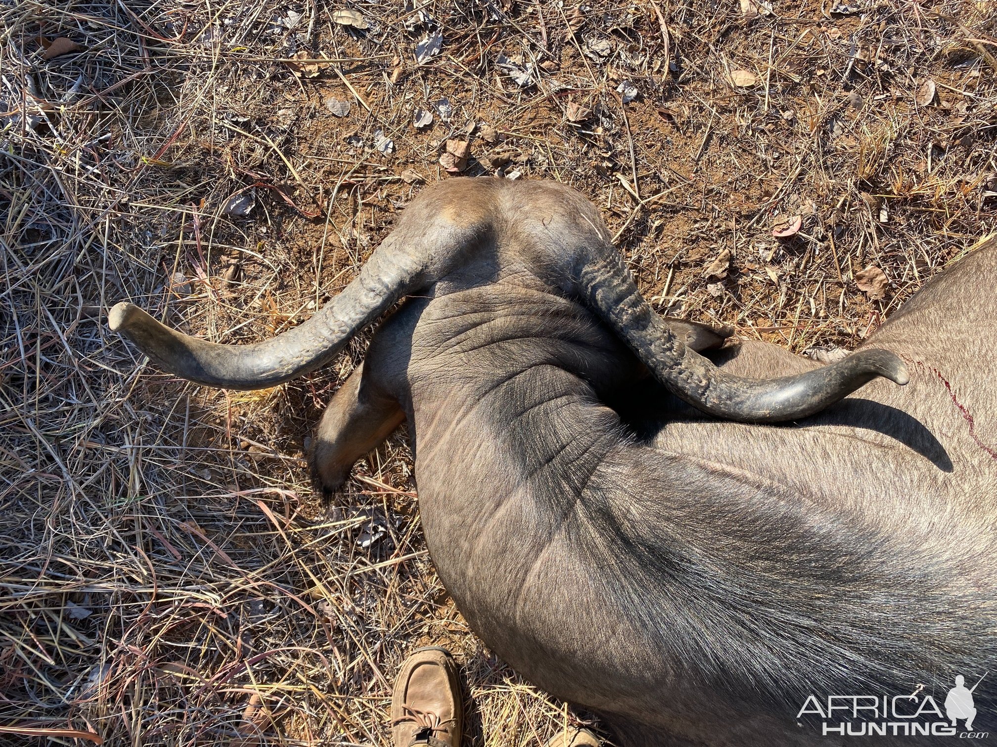 Buffalo Cow Hunt Zimbabwe