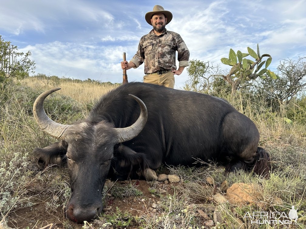 Buffalo Cow Hunting Eastern Cape South Africa