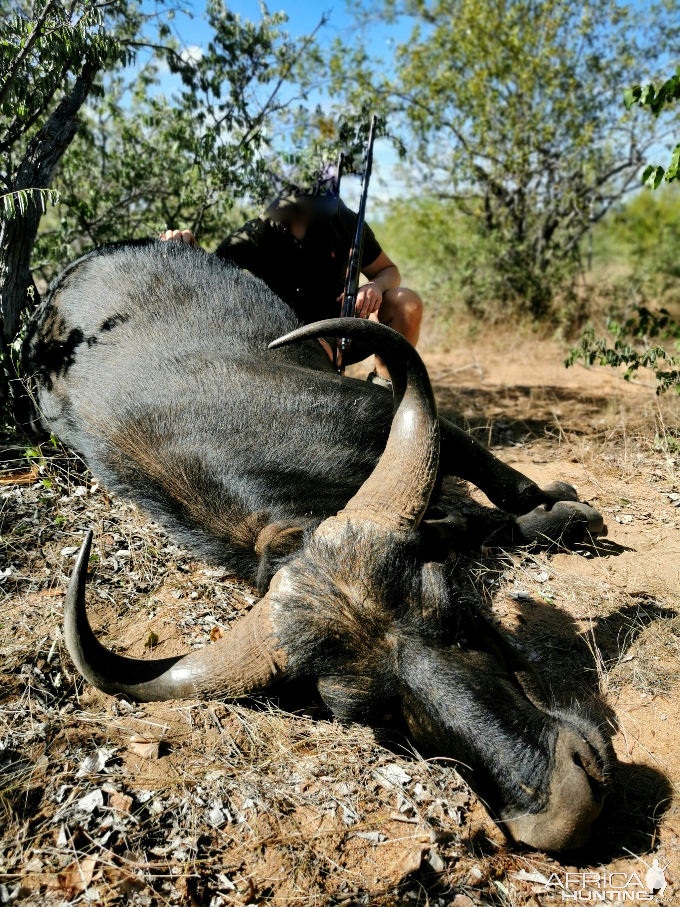 Buffalo Cow Hunting South Africa