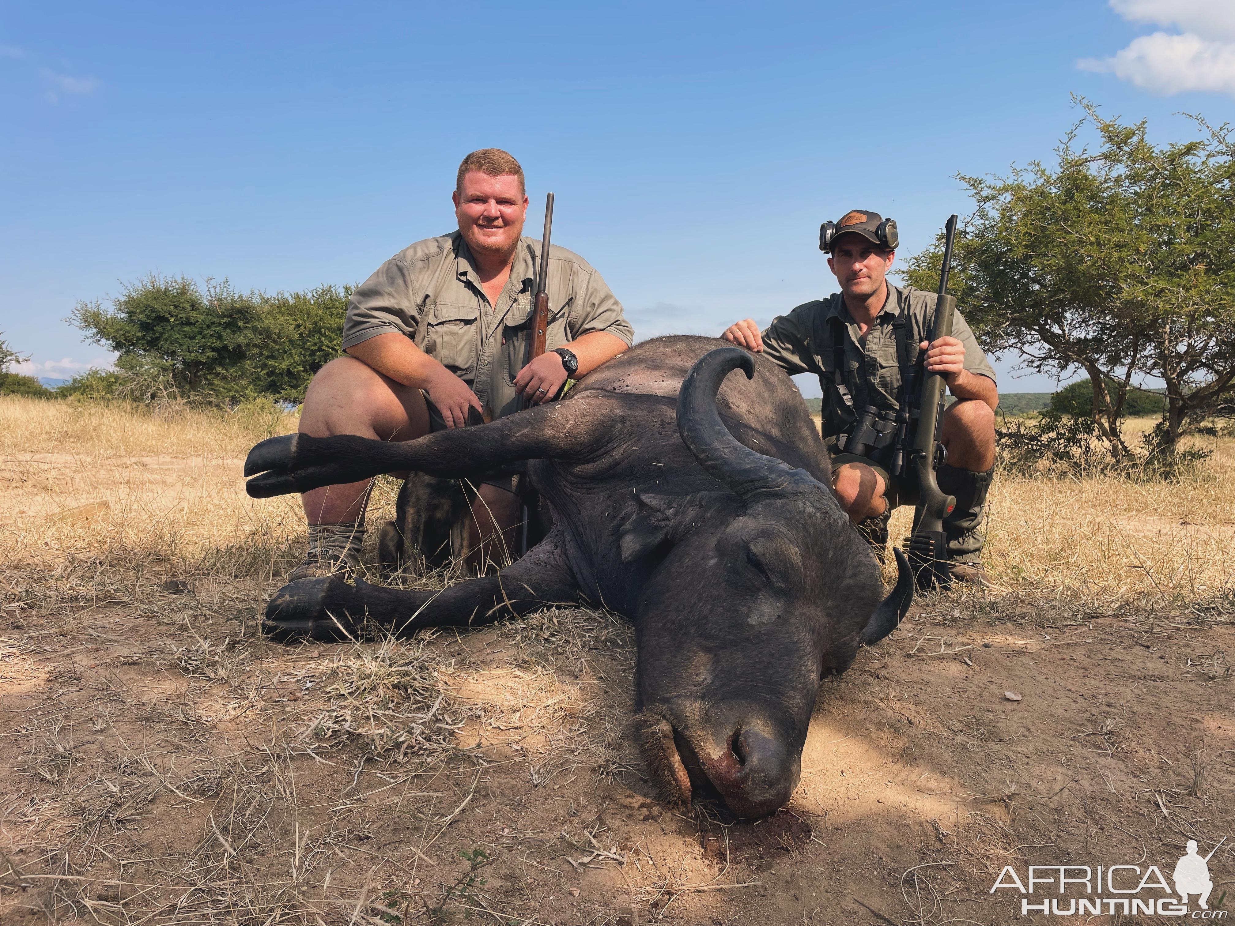 Buffalo Cow Hunting South Africa