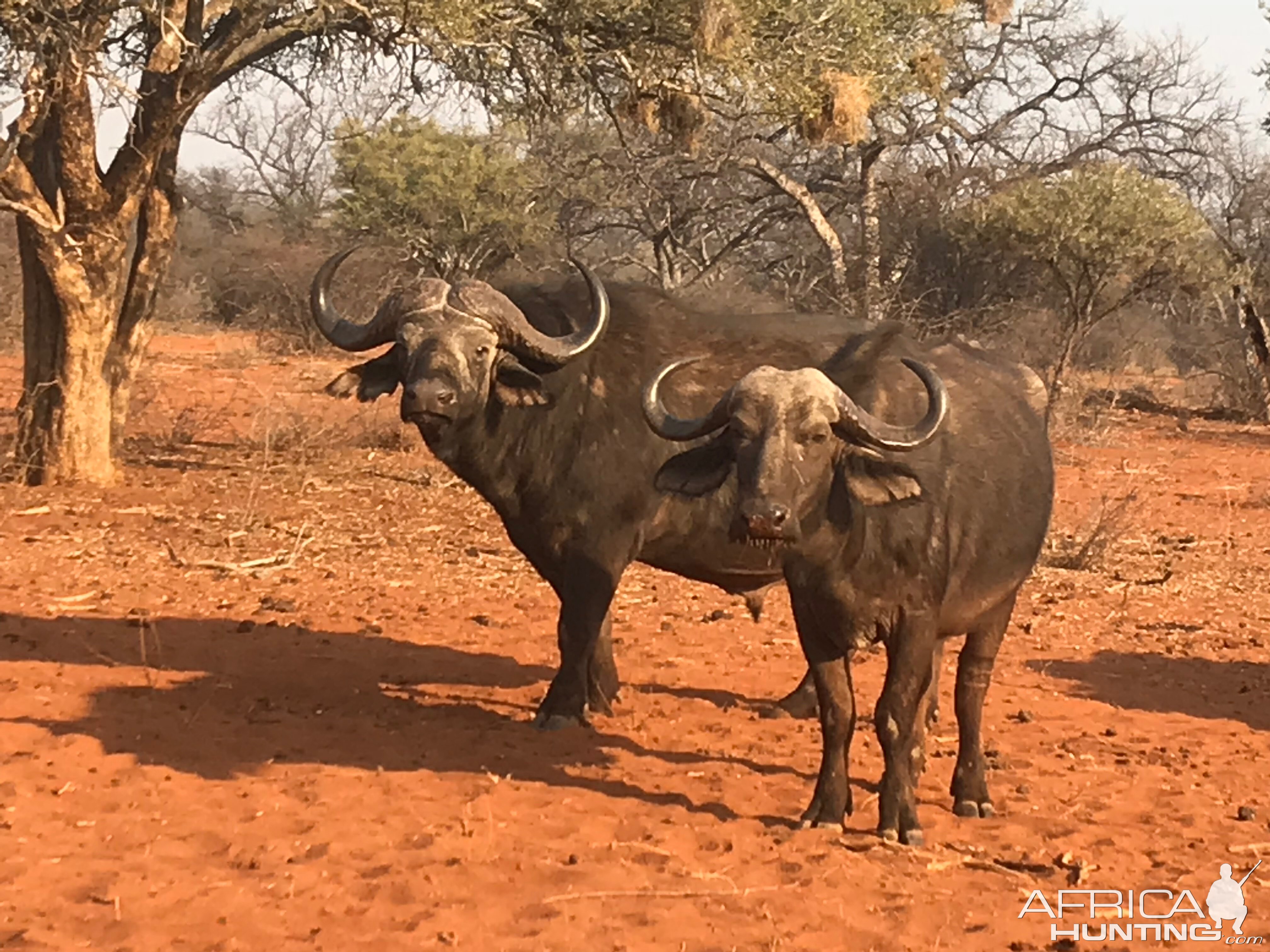 Buffalo & Cow South Africa